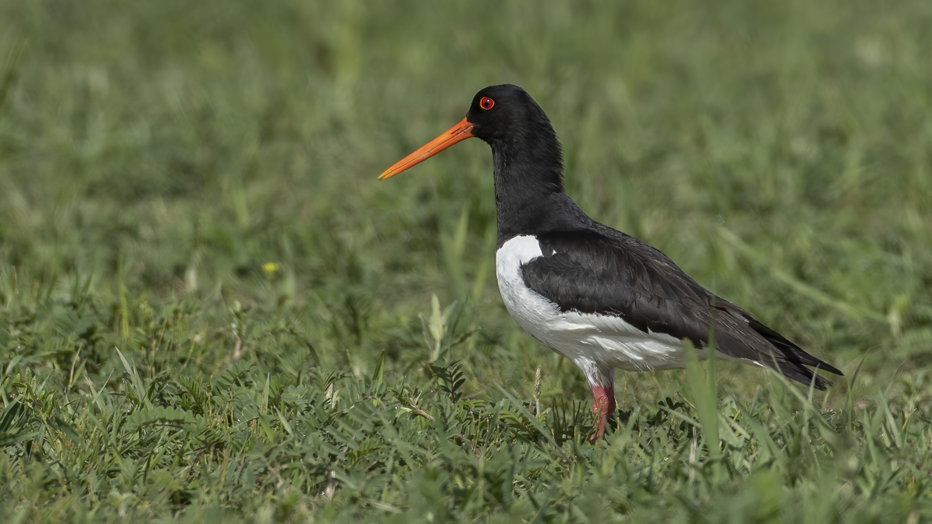 Eurasian Oystercatcher
