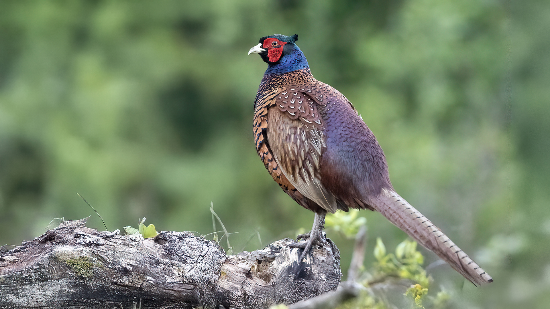 Ring-necked Pheasant — Ana fotoğraf