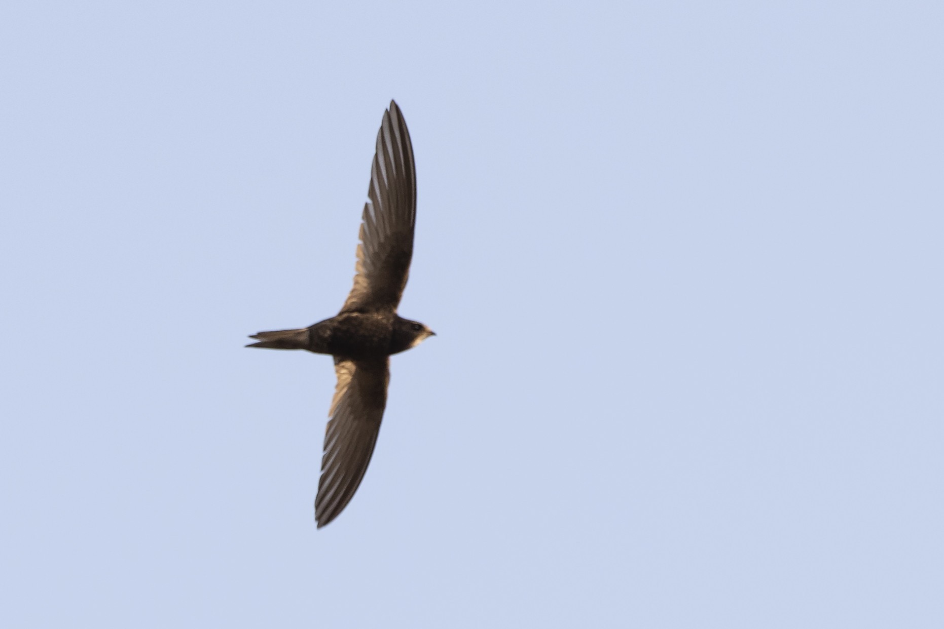 Common Swift