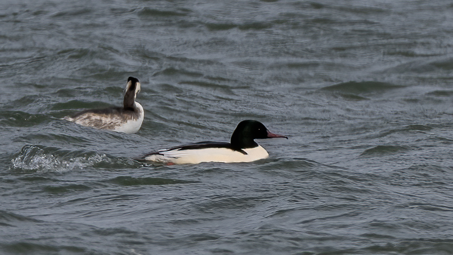 Common Merganser — Ana fotoğraf
