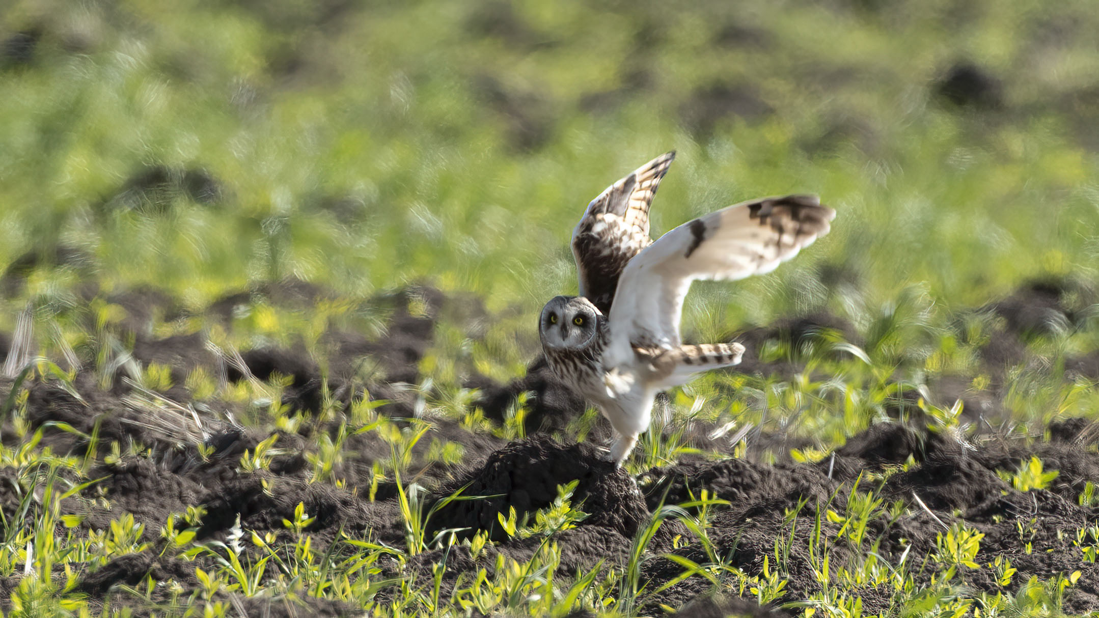 Short-eared Owl
