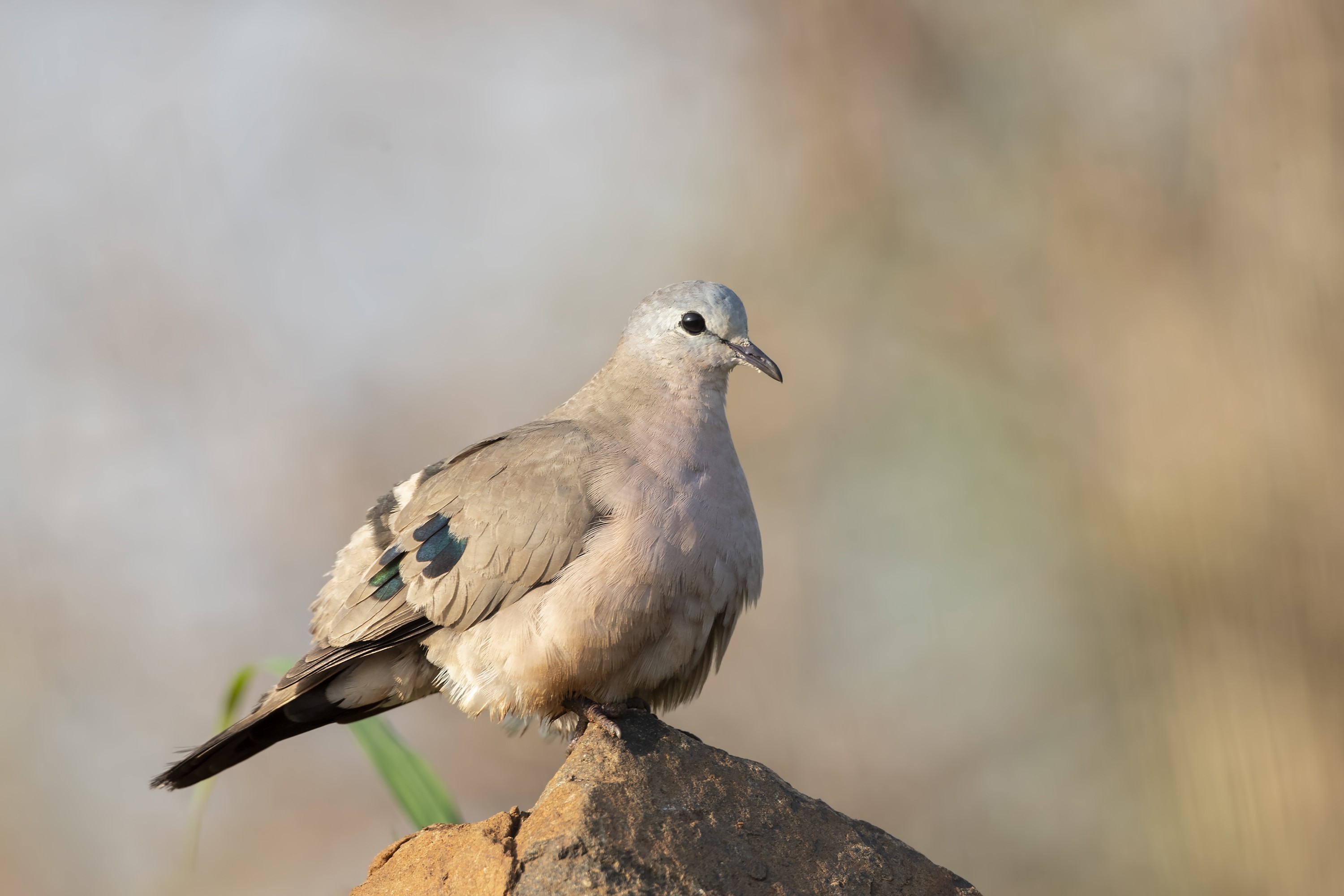 Emerald-spotted Wood-dove — Ana fotoğraf