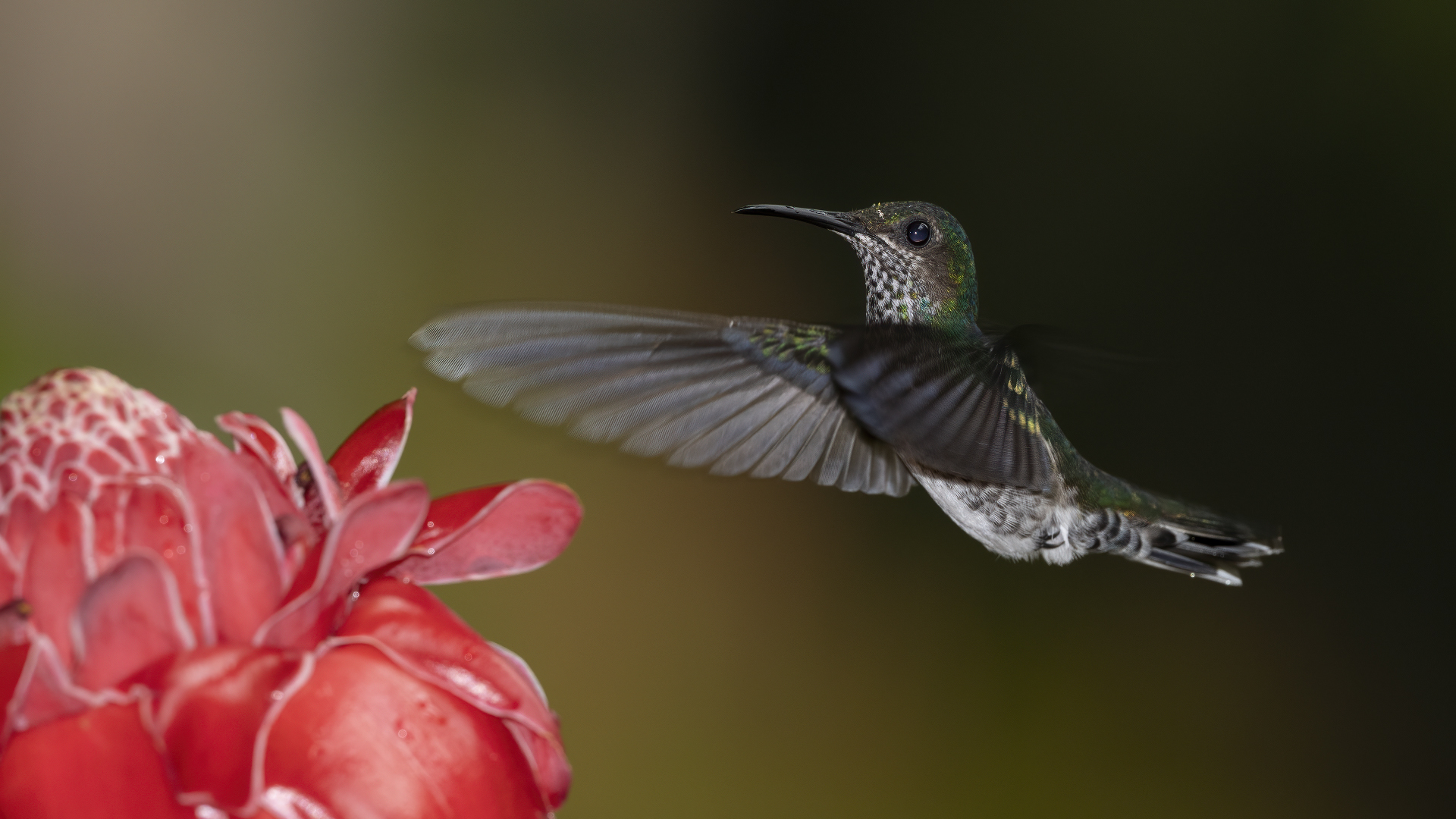 Acadian Flycatcher