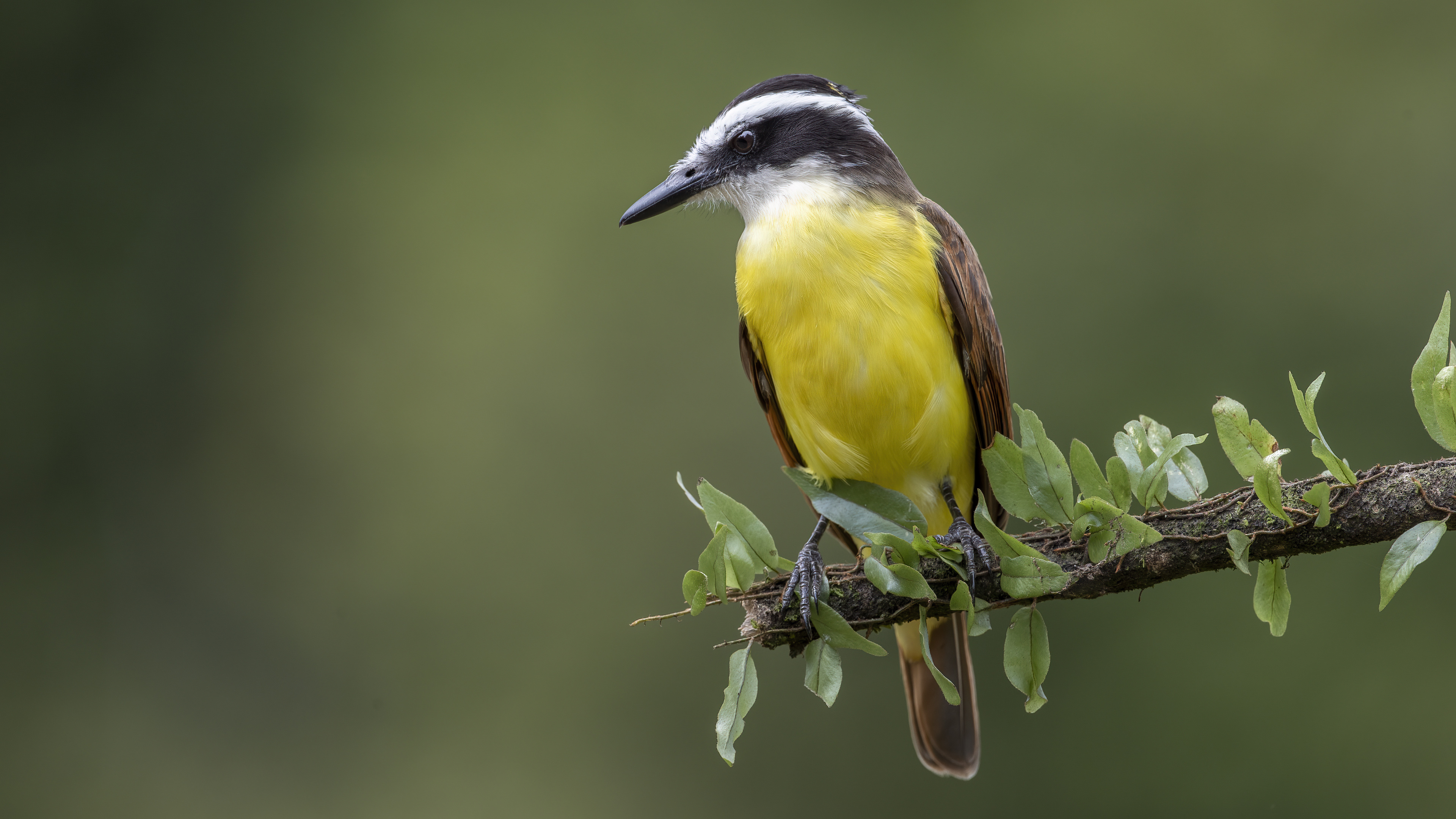 Great Kiskadee — Ana fotoğraf