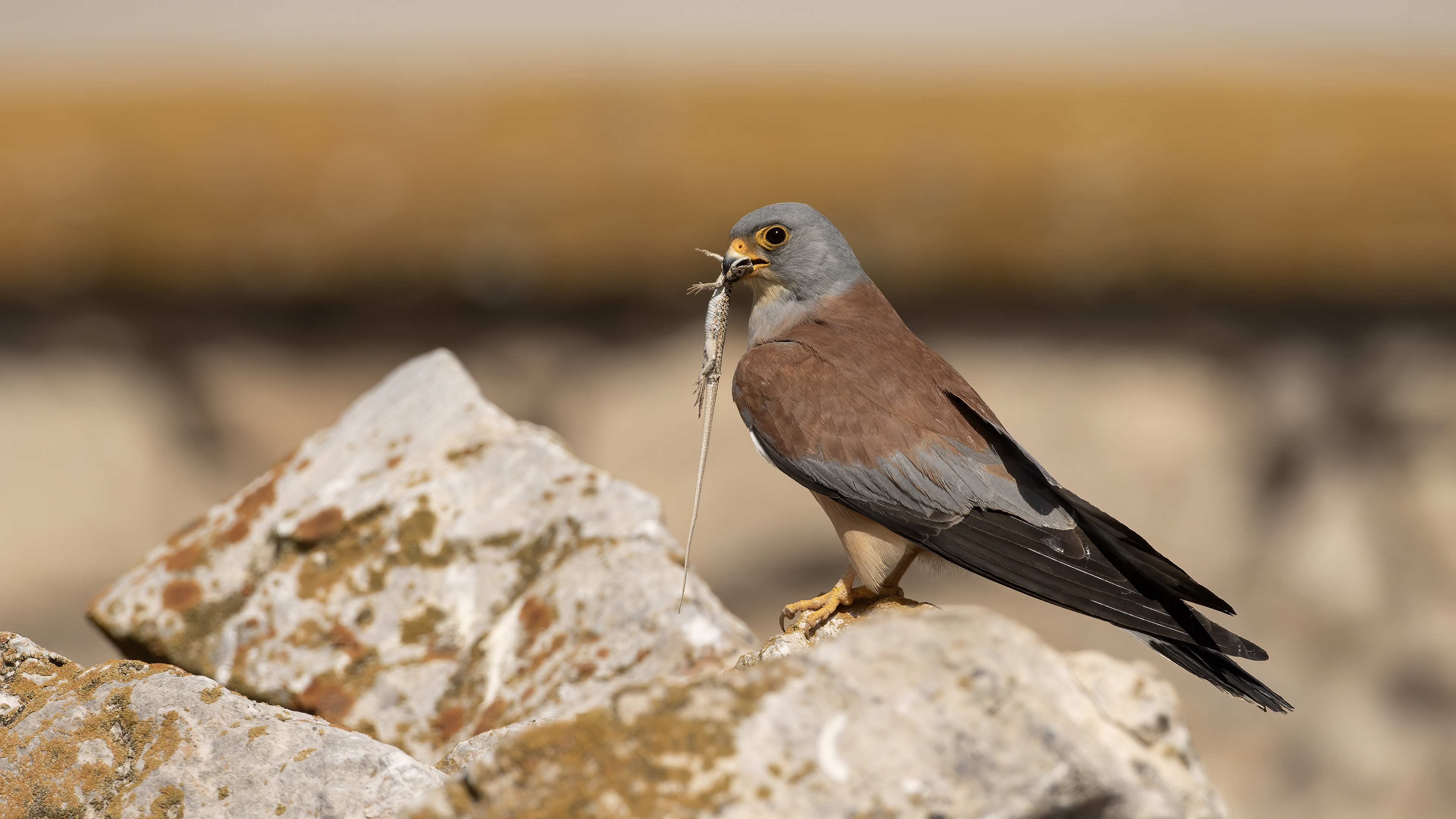 Lesser Kestrel