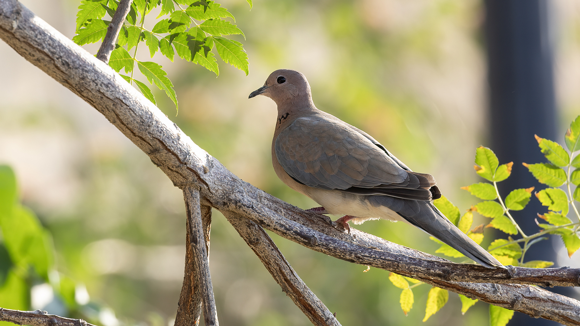 Laughing Dove