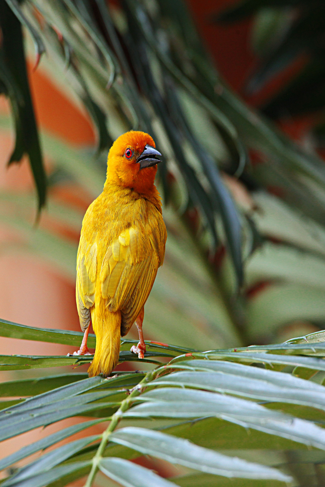 African Golden-Weaver