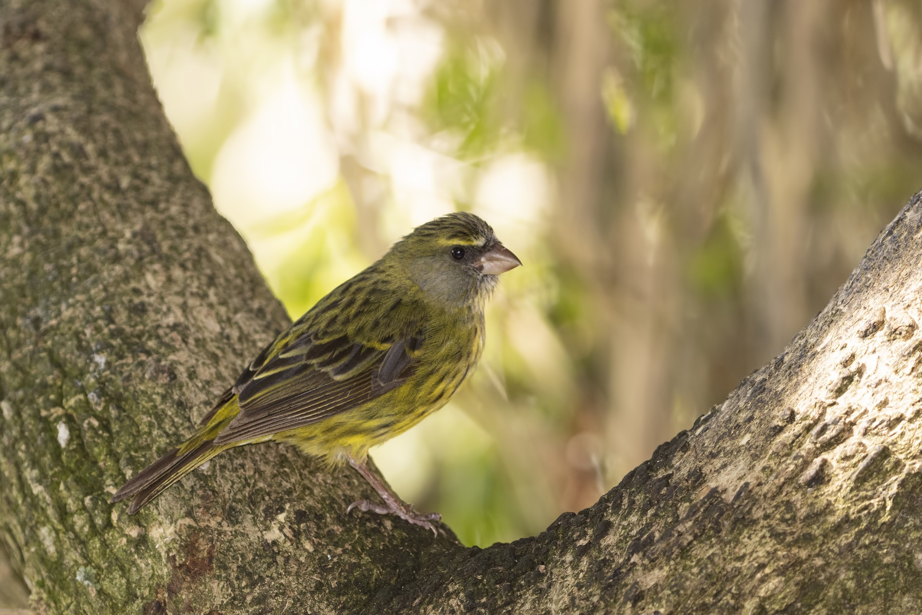 Forest Canary