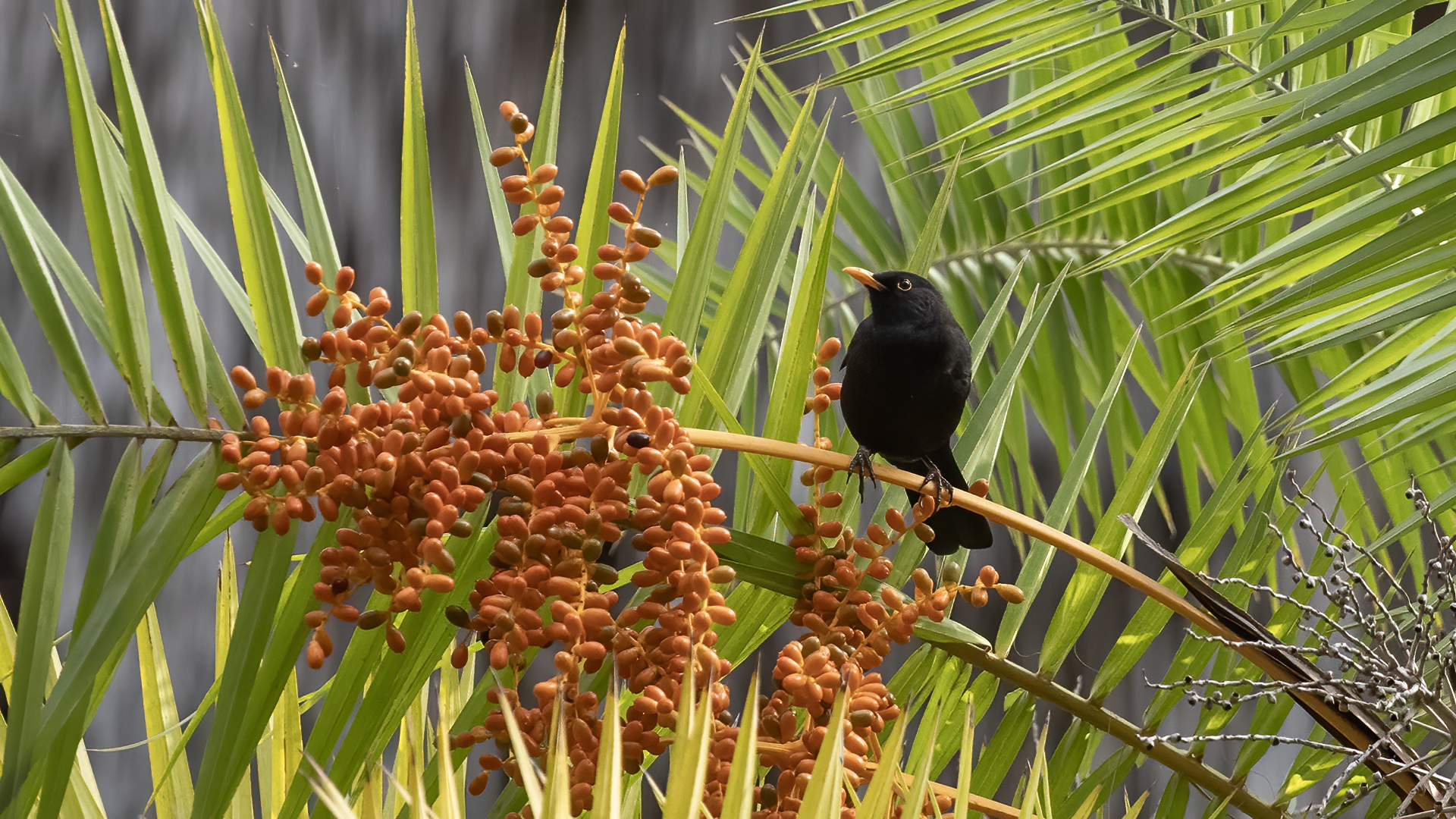 Eurasian Blackbird