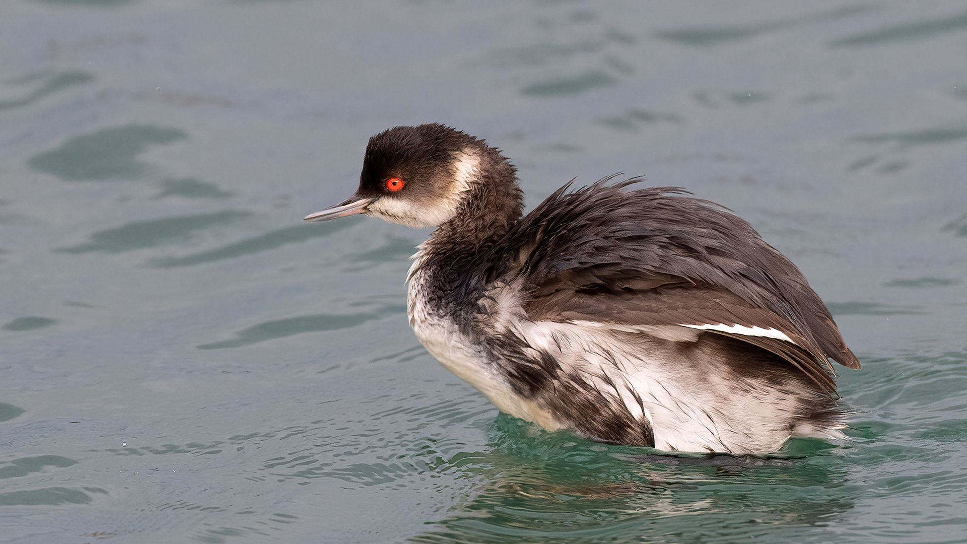 Eared Grebe — Ana fotoğraf