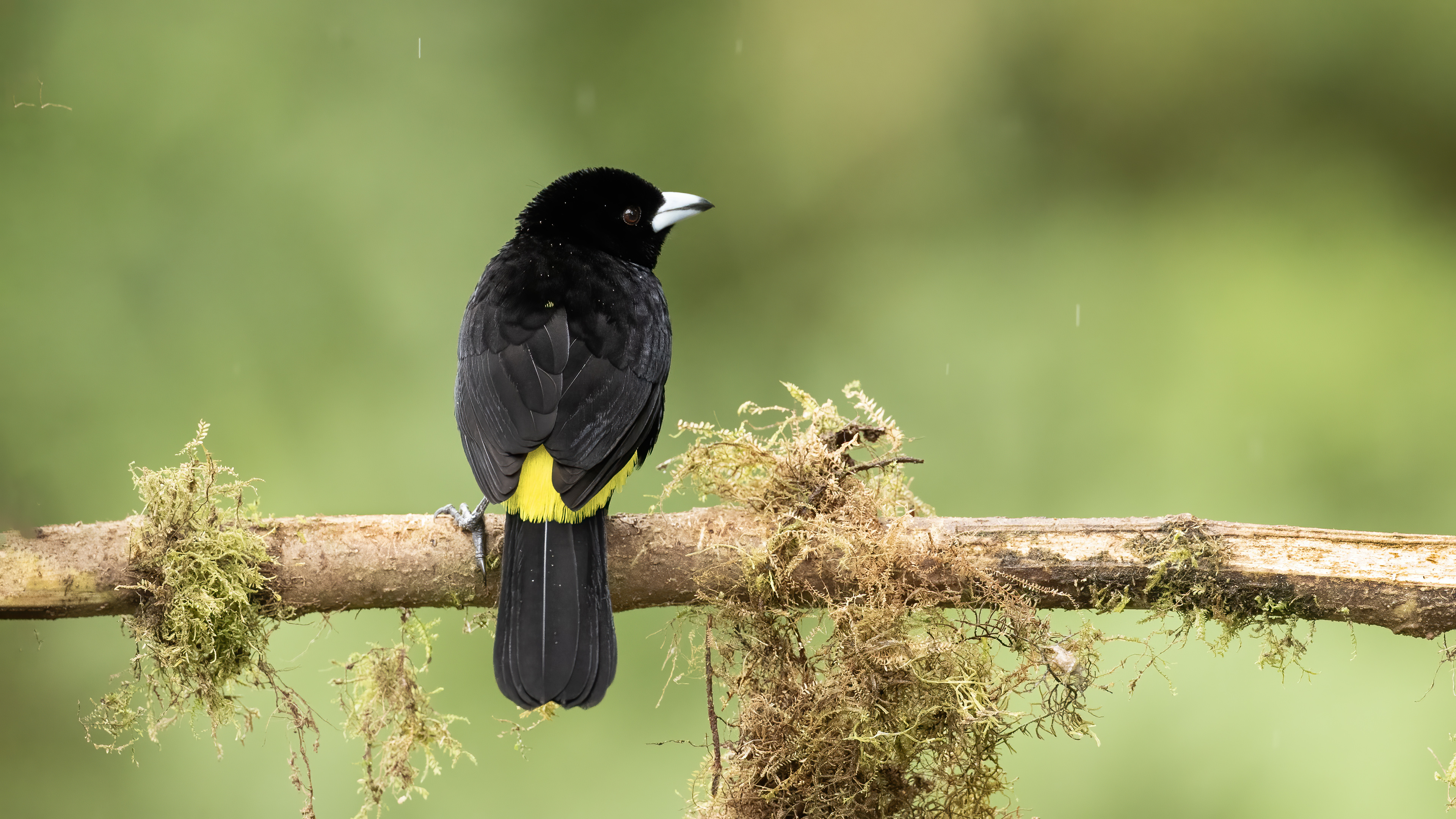 Flame-rumped Tanager