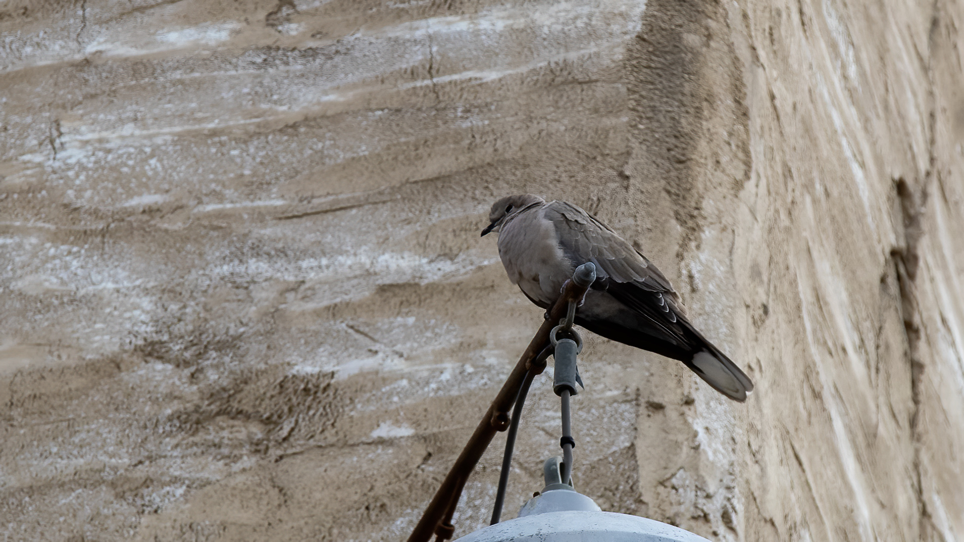 Eurasian Collared-Dove