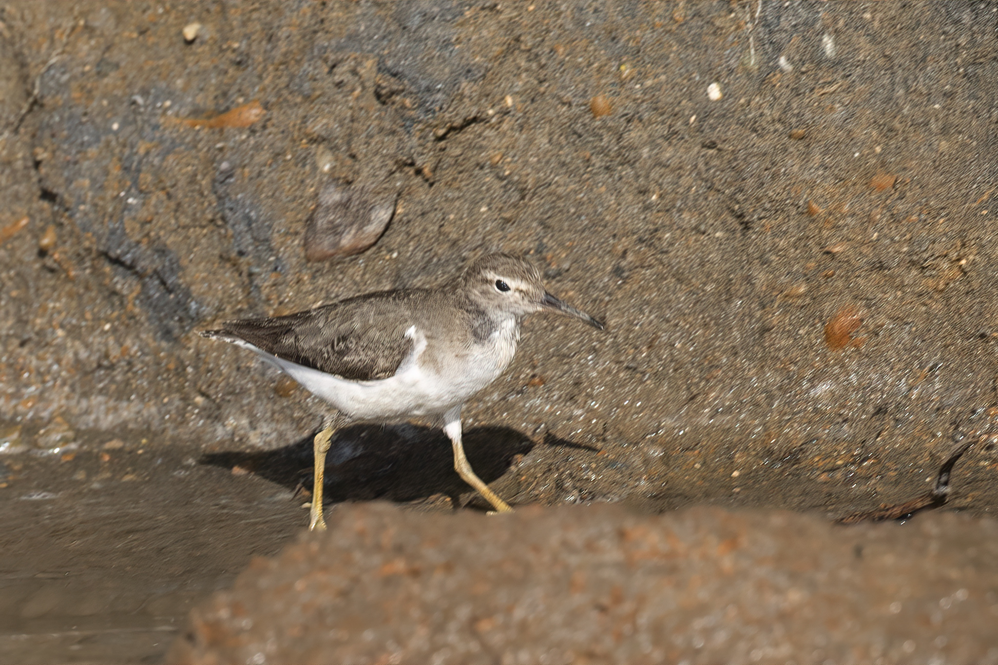 Spotted Sandpiper — Ana fotoğraf