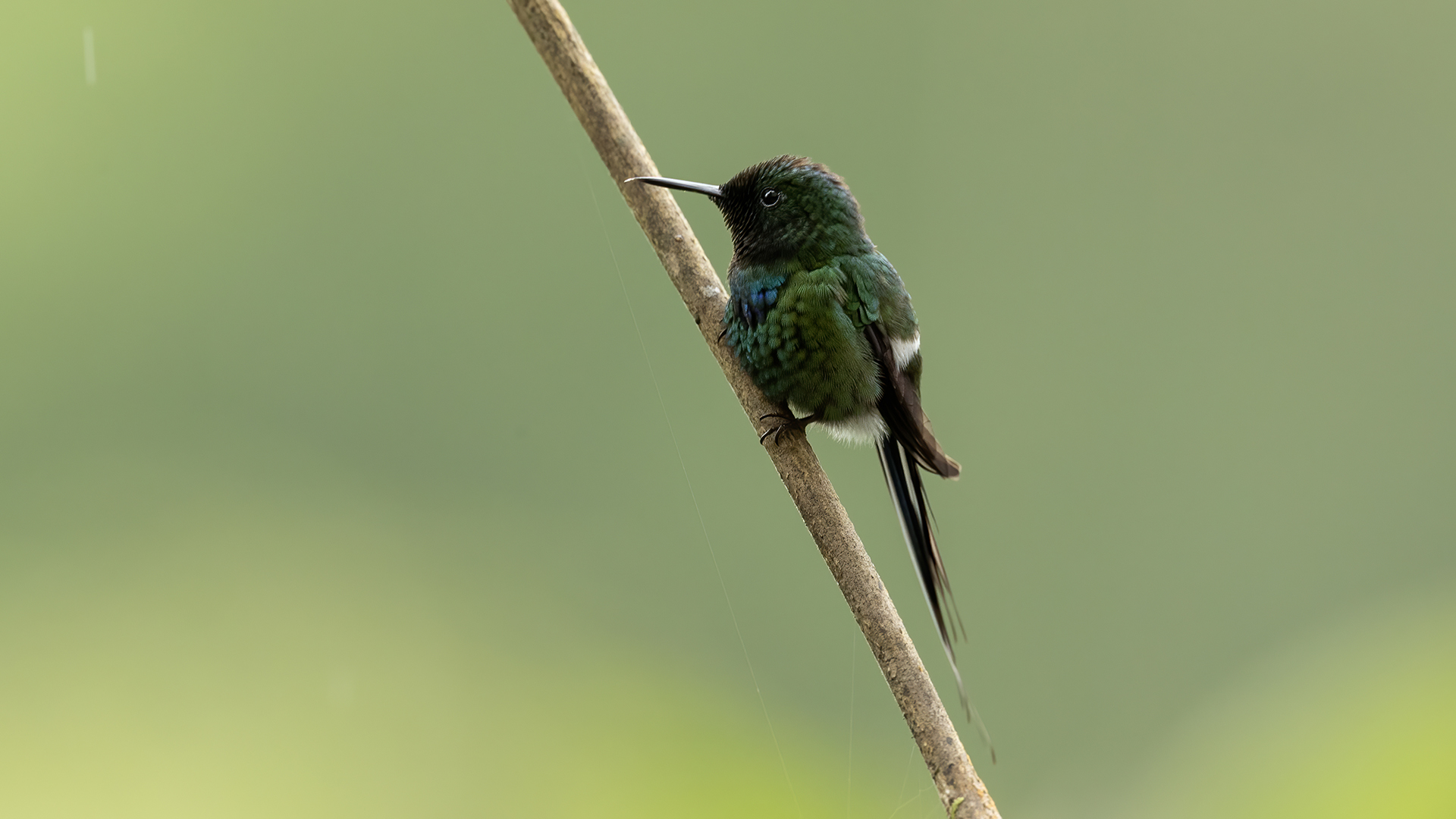 Green Thorntail