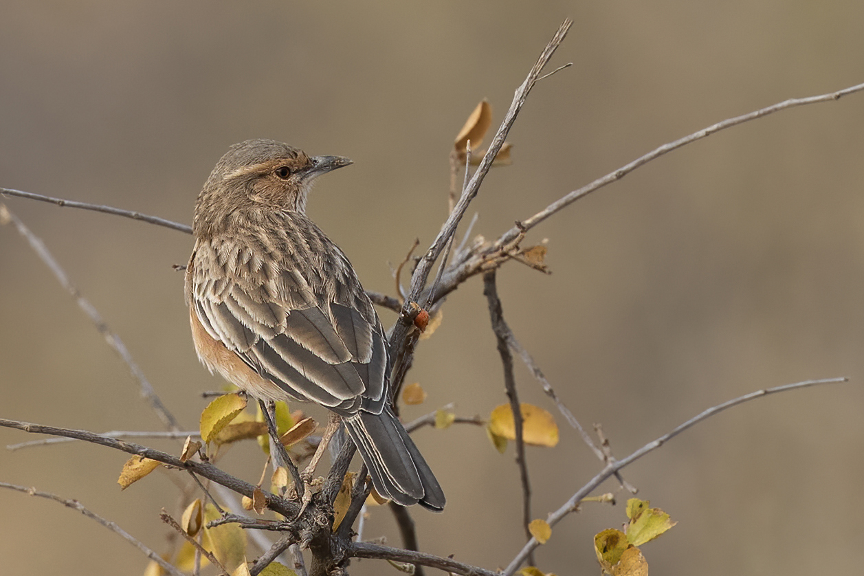 Abbott's Starling — Ana fotoğraf