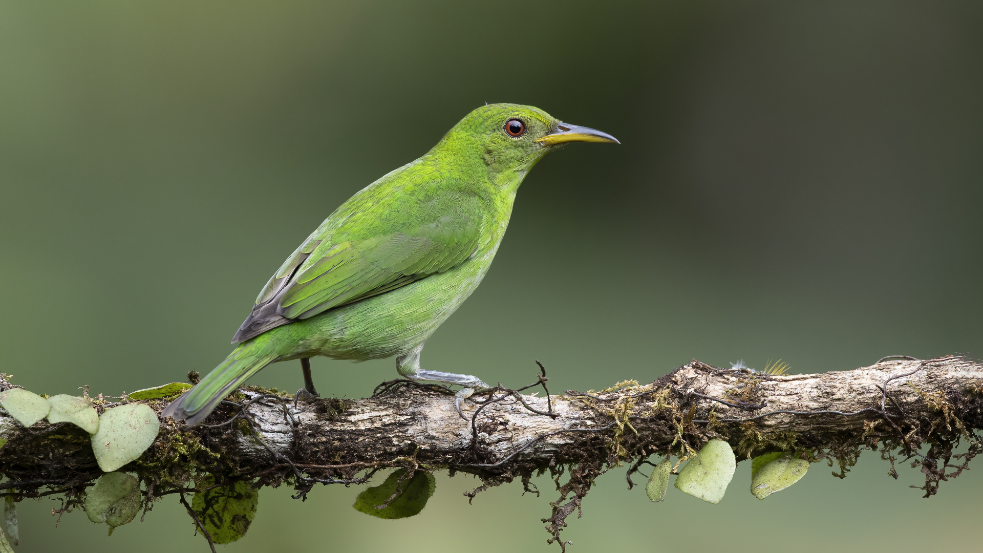 Green Honeycreeper