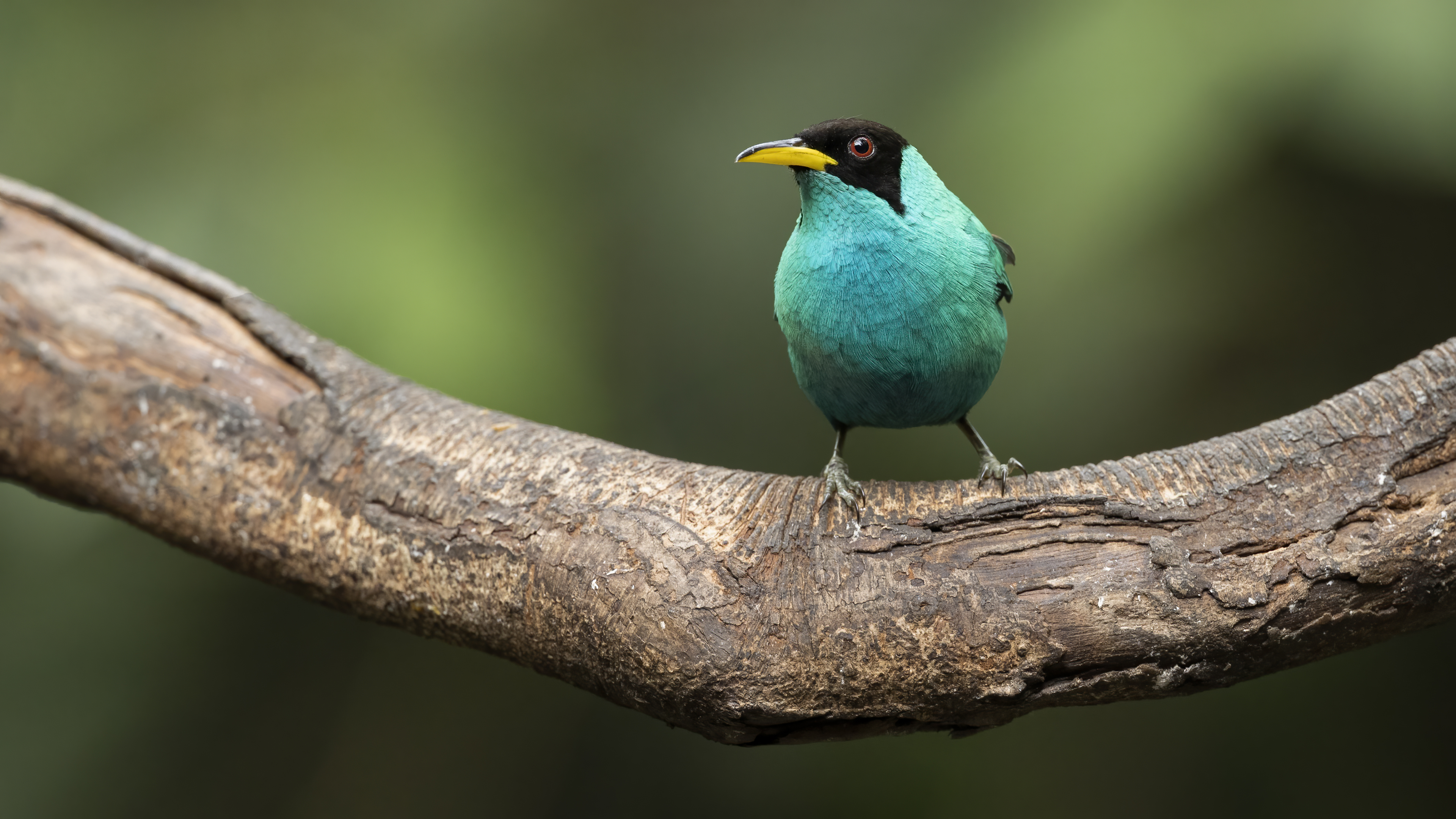 Green Honeycreeper