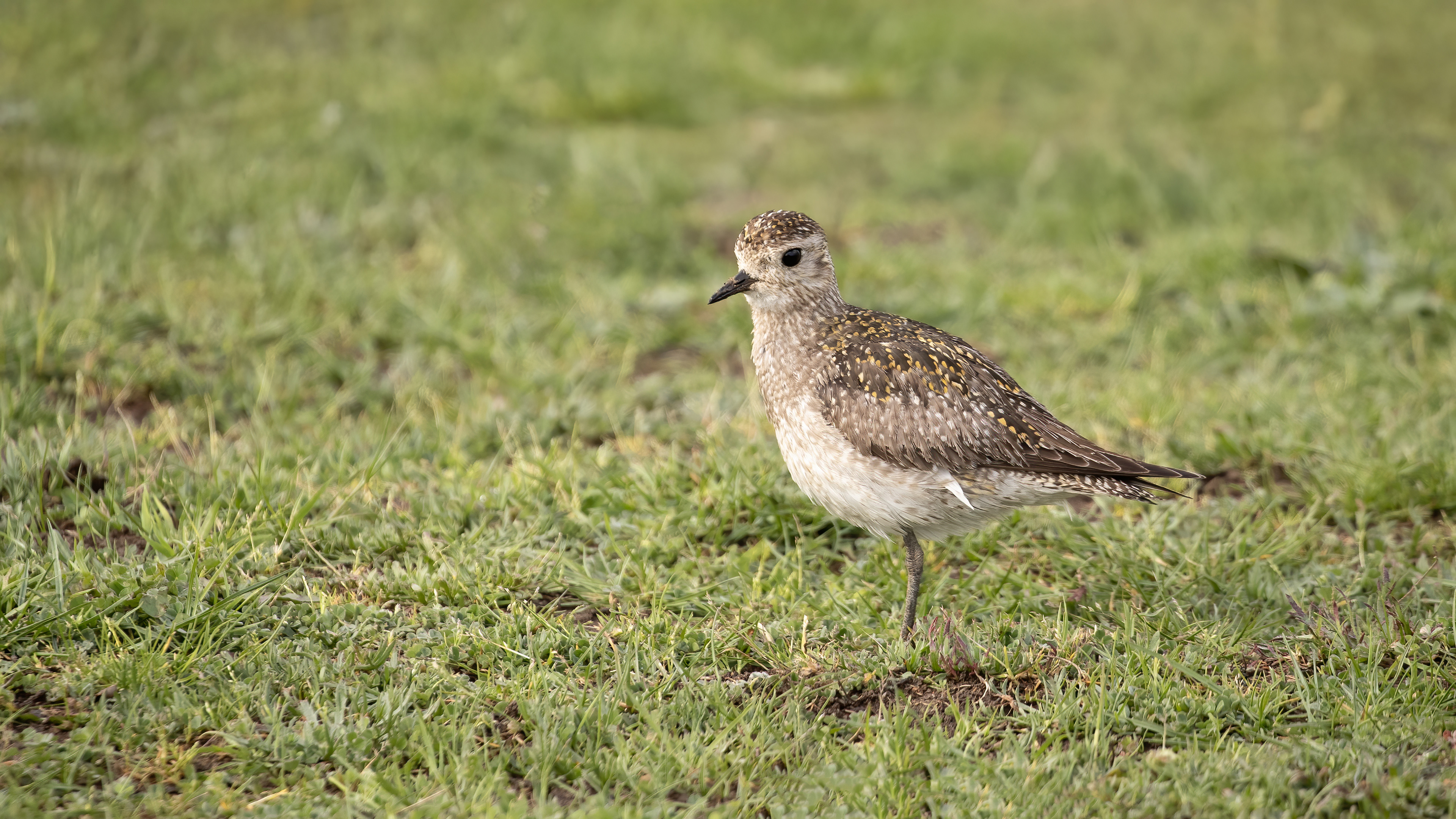 European Golden-Plover