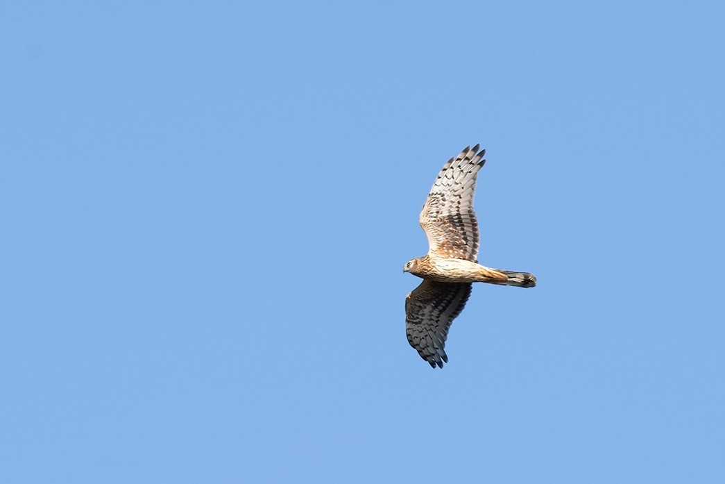 Hen Harrier