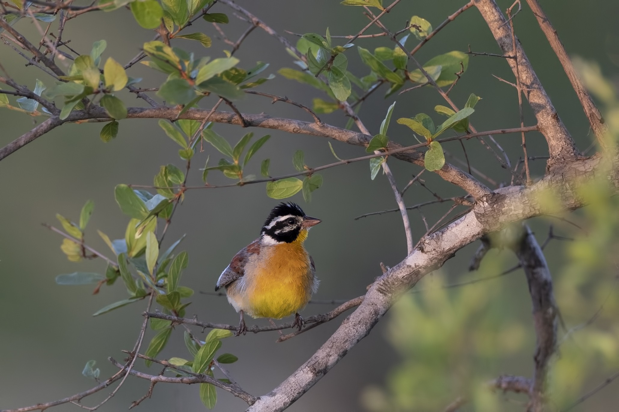 Golden-breasted Bunting — Ana fotoğraf