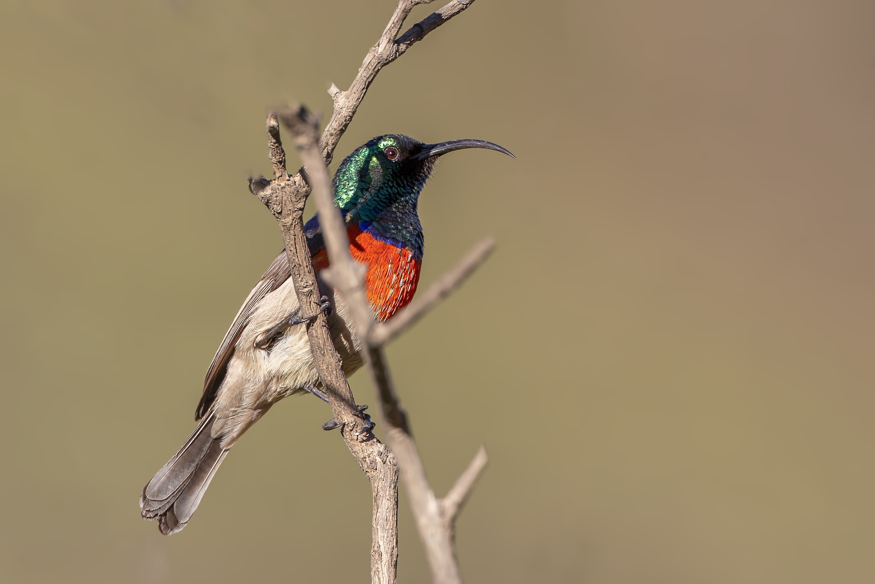 Greater Double-collared Sunbird