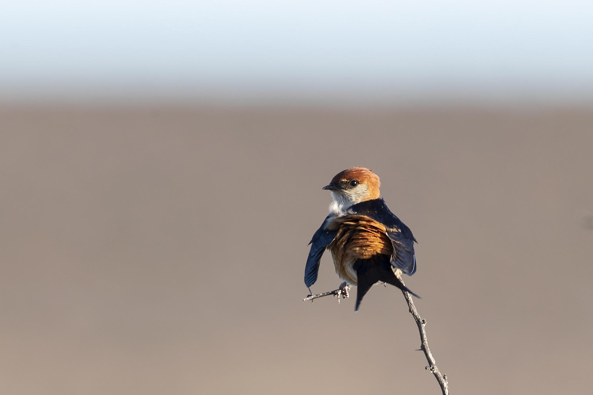 Greater Striped Swallow
