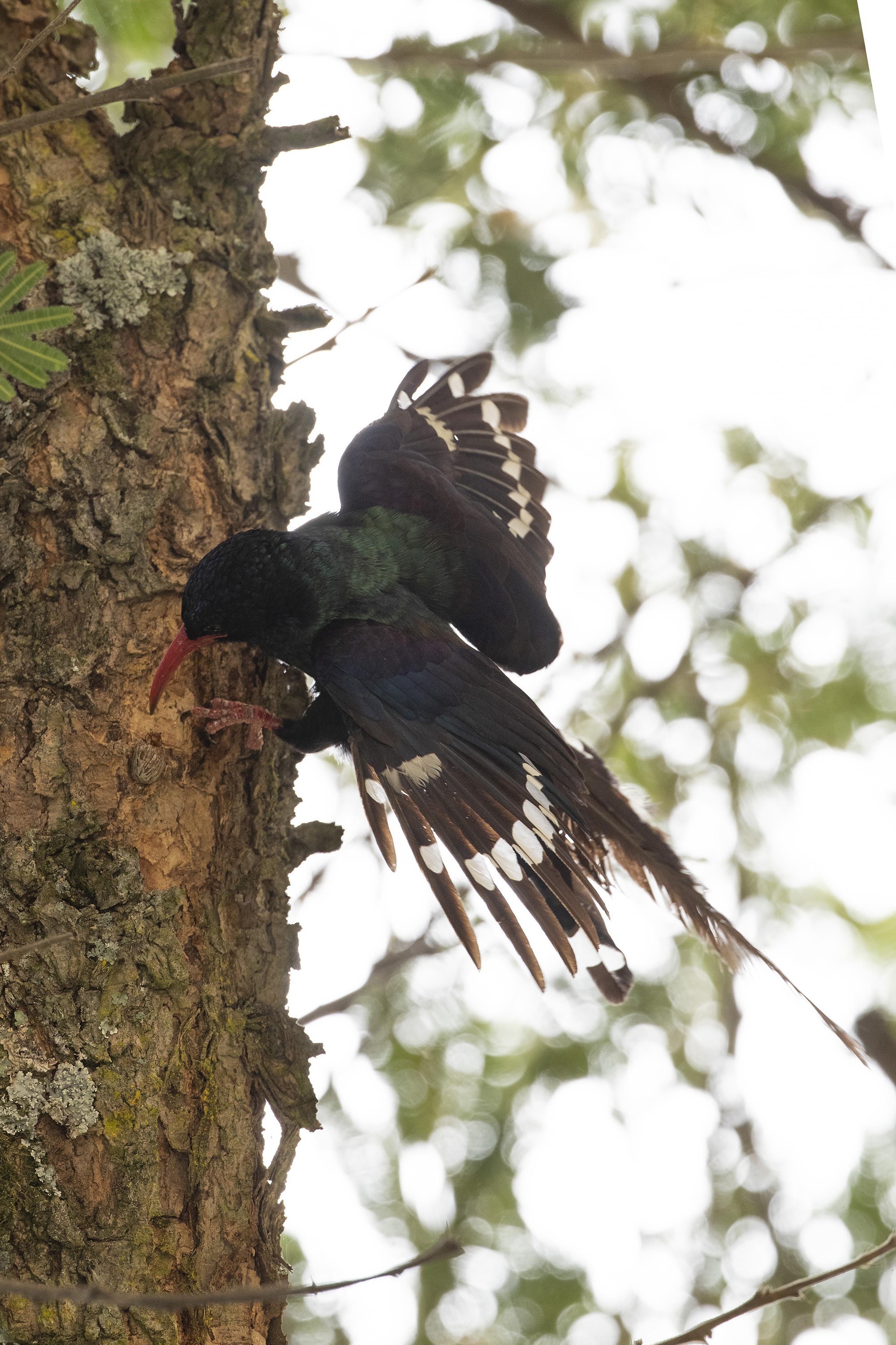 Green Woodhoopoe — Ana fotoğraf
