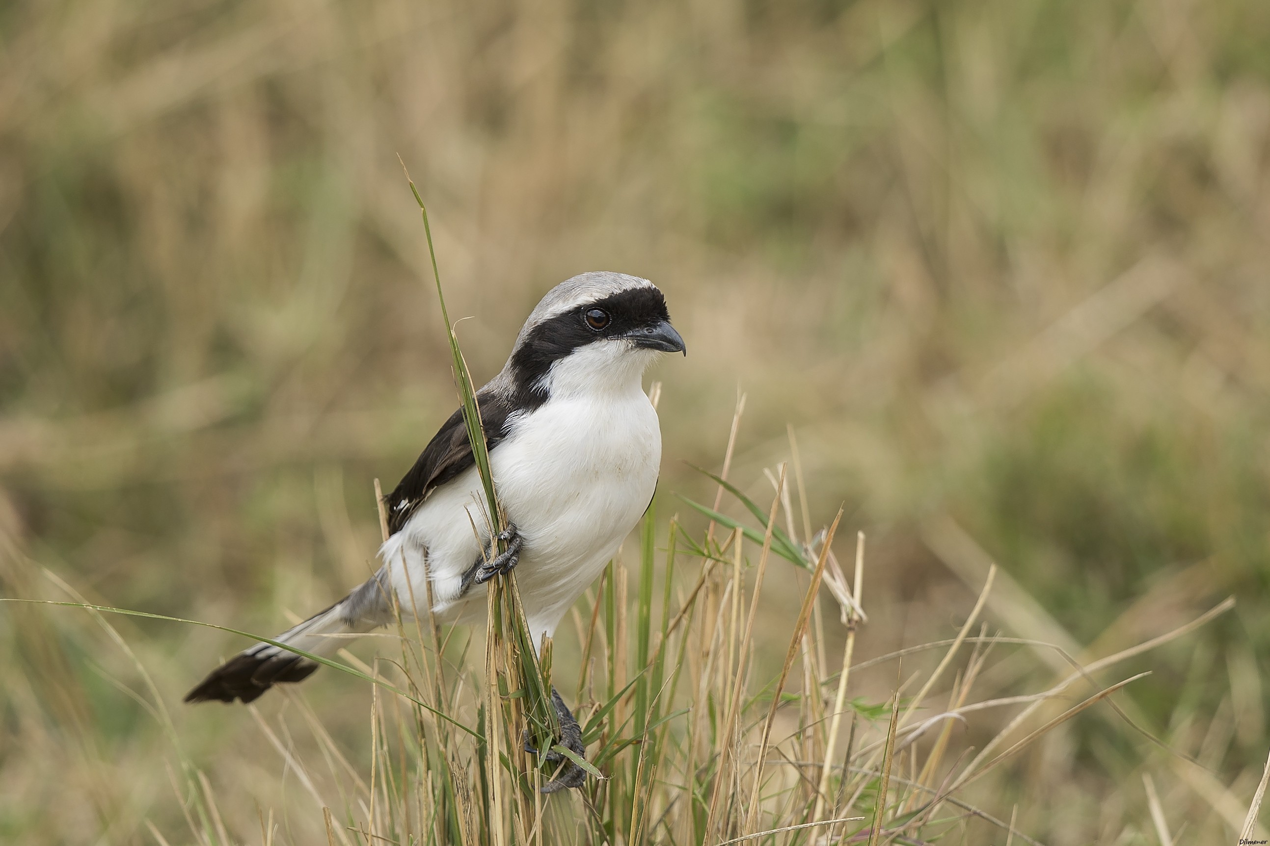 Grey-backed Fiscal