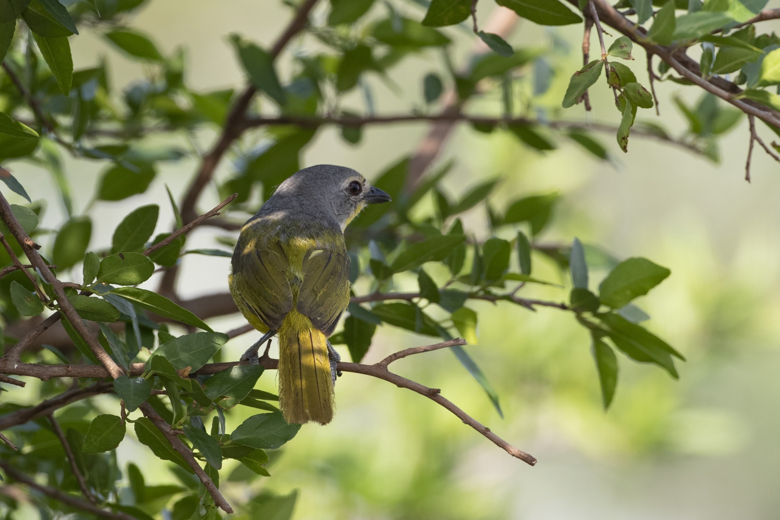 Grey-headed Bush-shrike — Ana fotoğraf