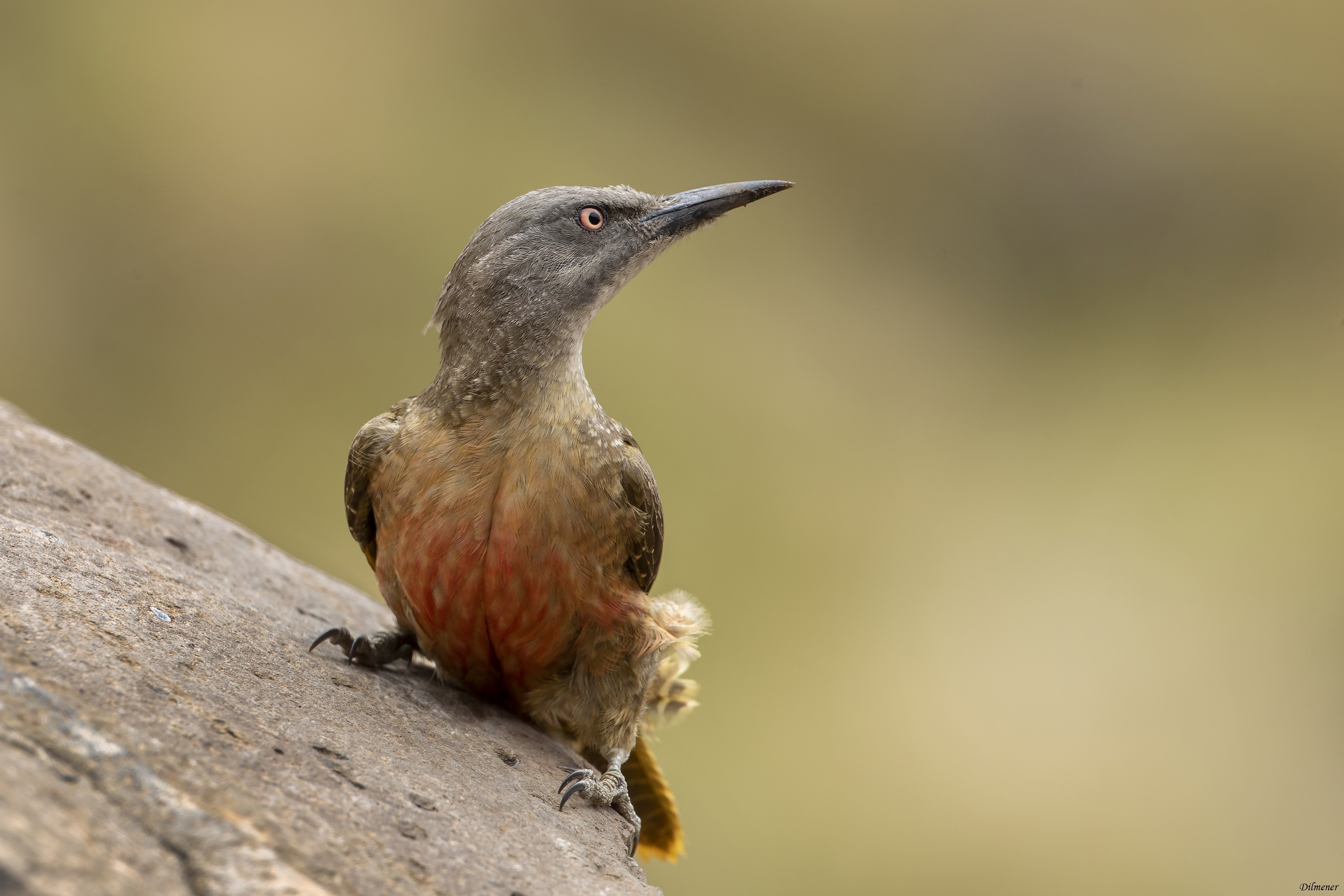 Ground Woodpecker — Ana fotoğraf