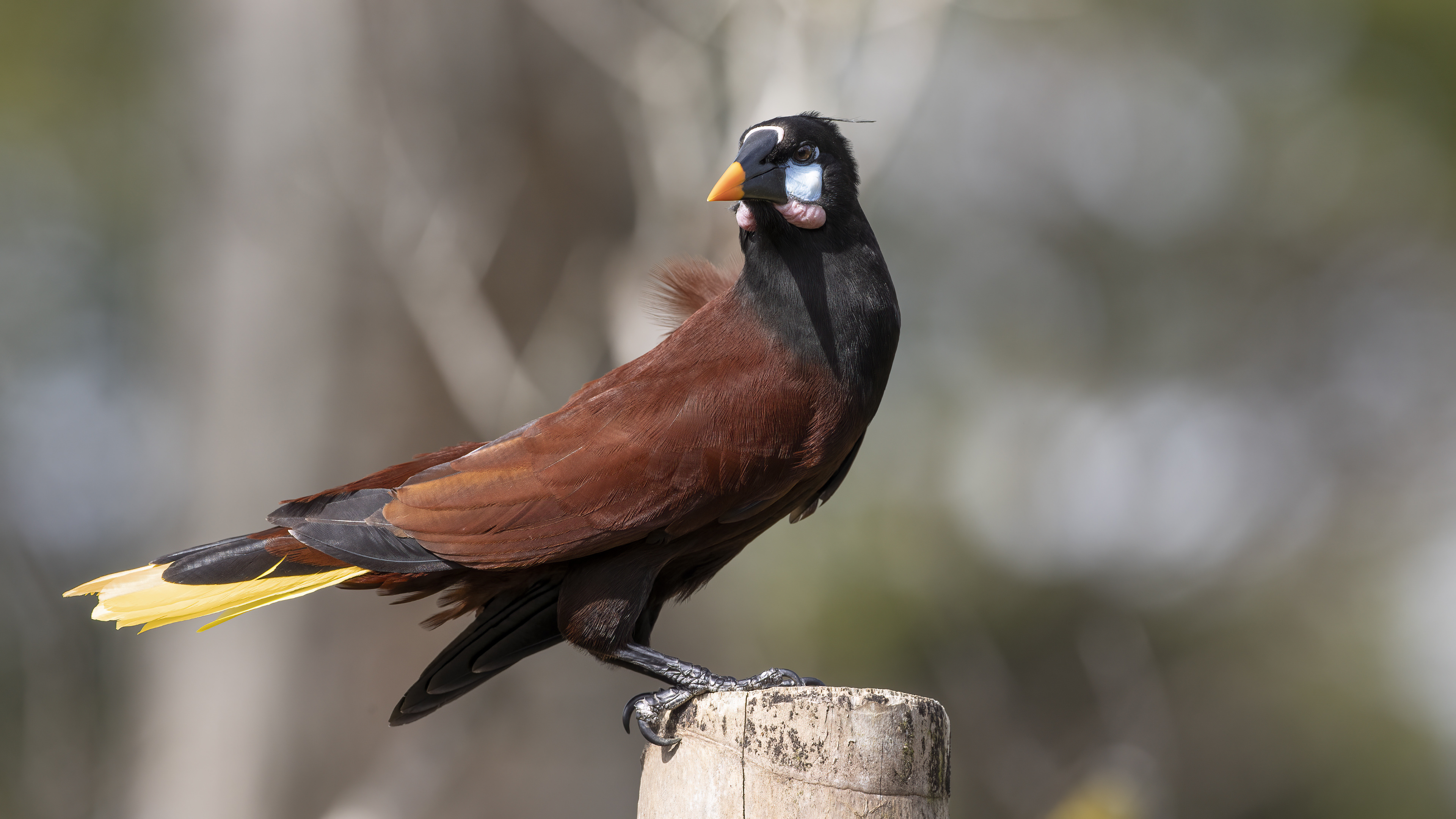 Montezuma Oropendola