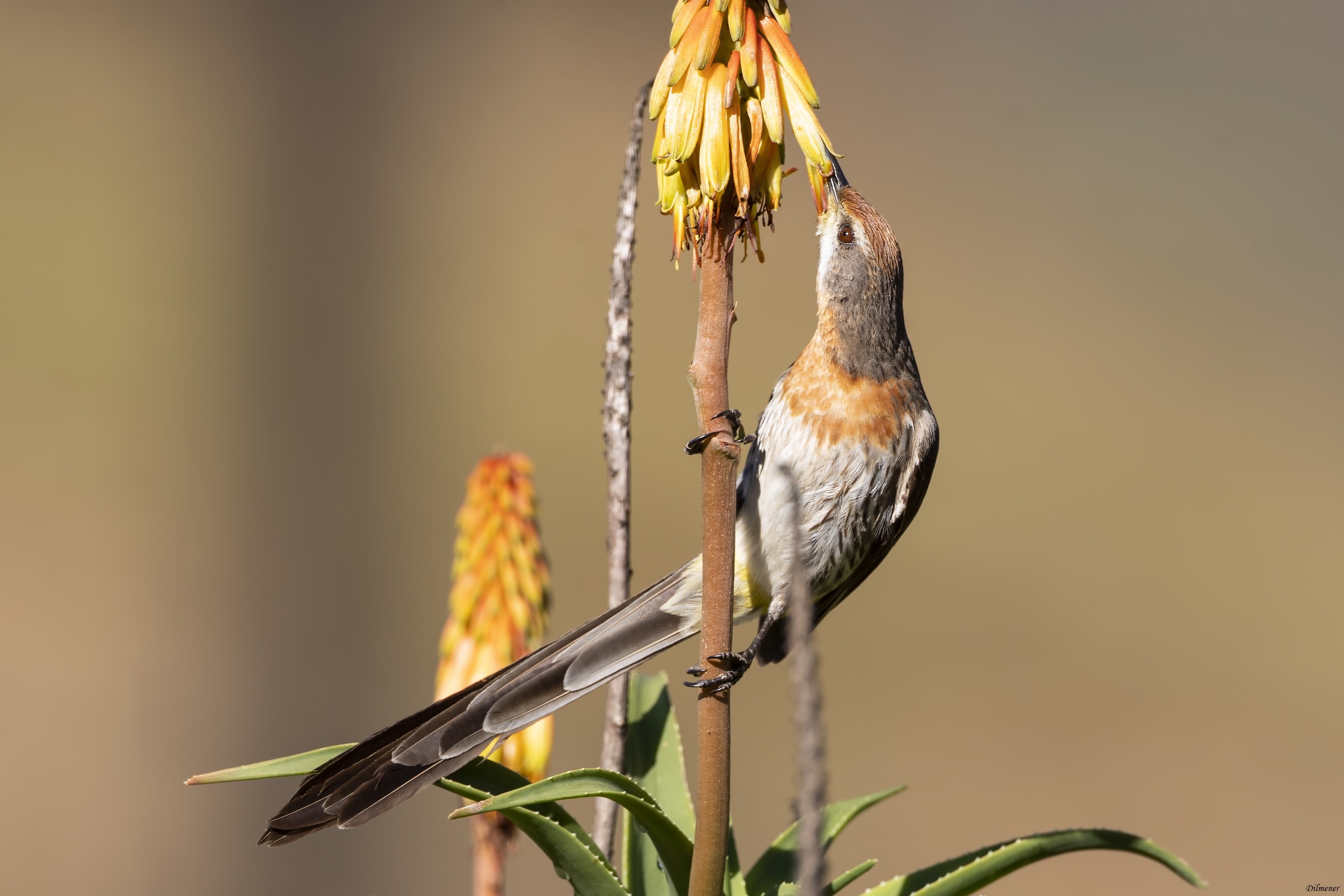 Gurney's Sugarbird