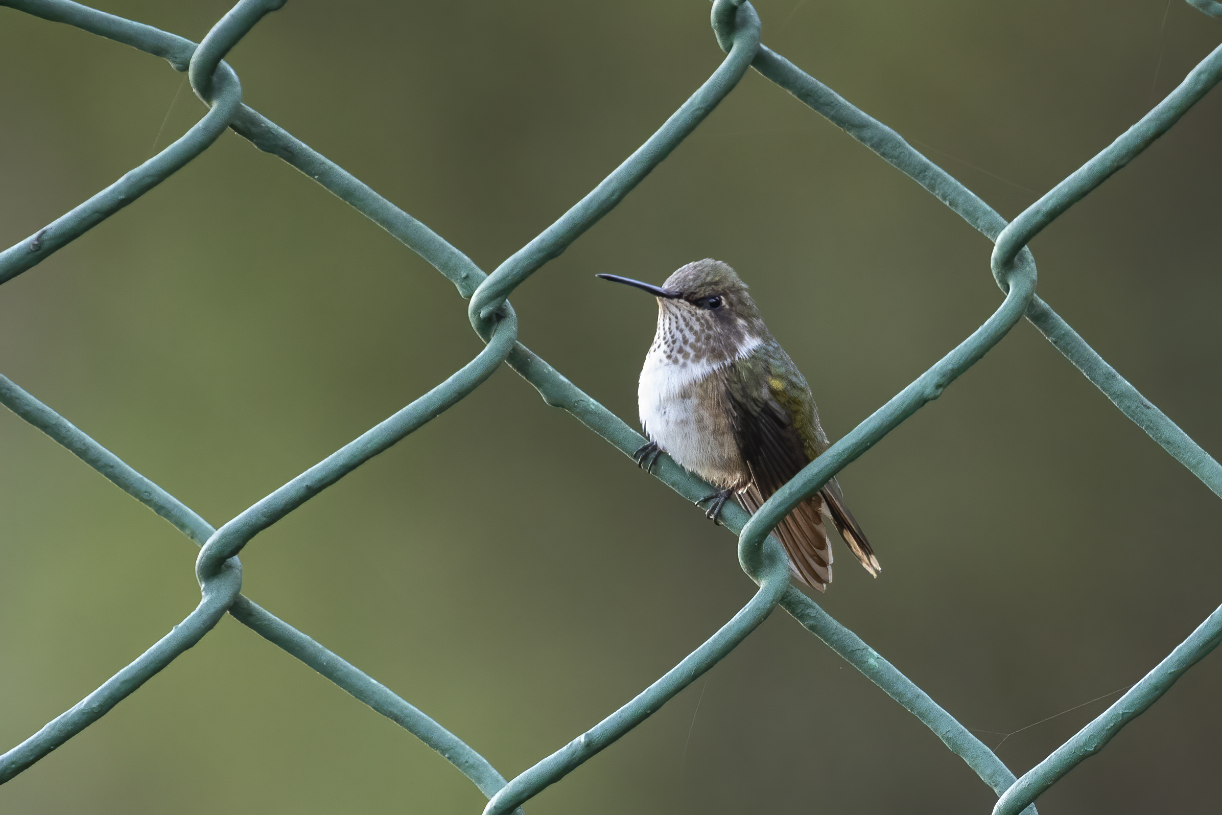 Acadian Flycatcher