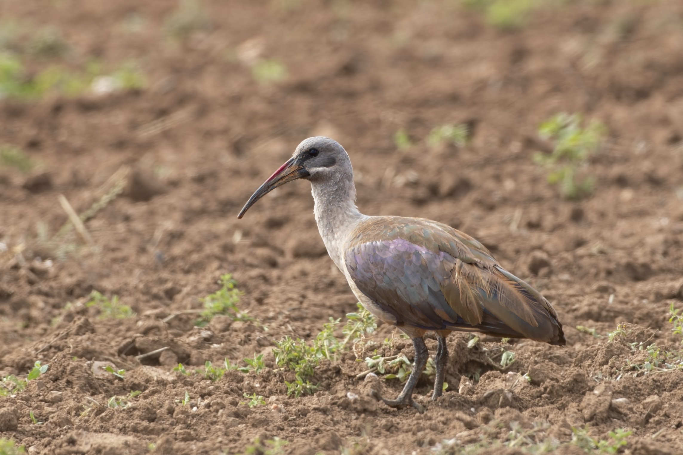 Hadada Ibis — Ana fotoğraf