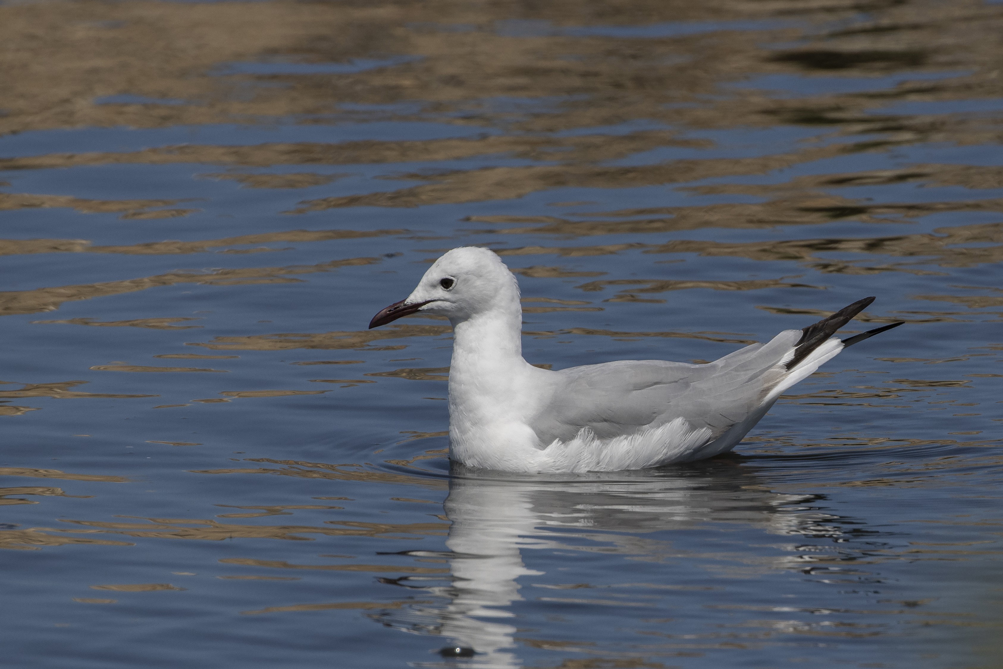 Hartlaub's Gull