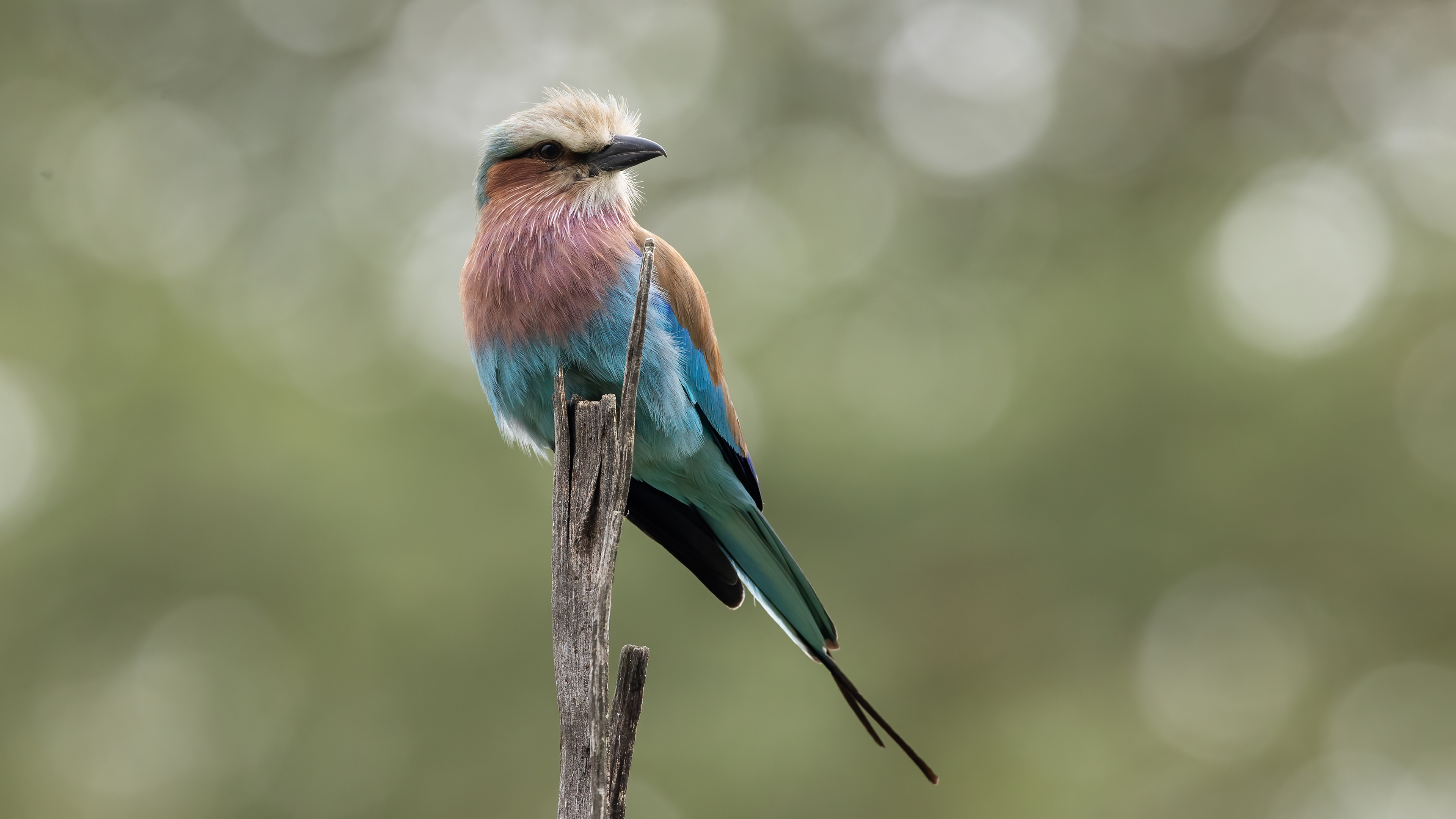Lilac-breasted Roller