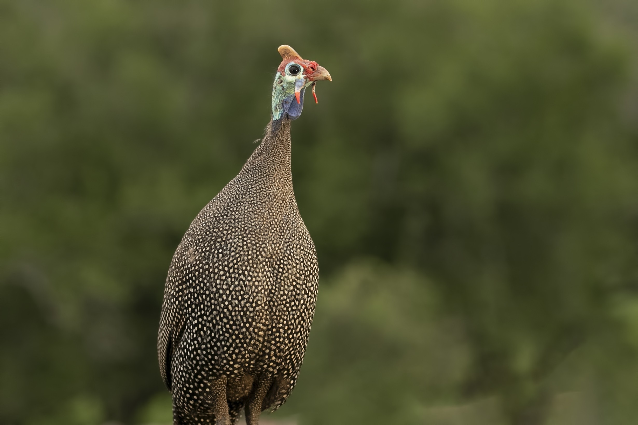Helmeted Guineafowl