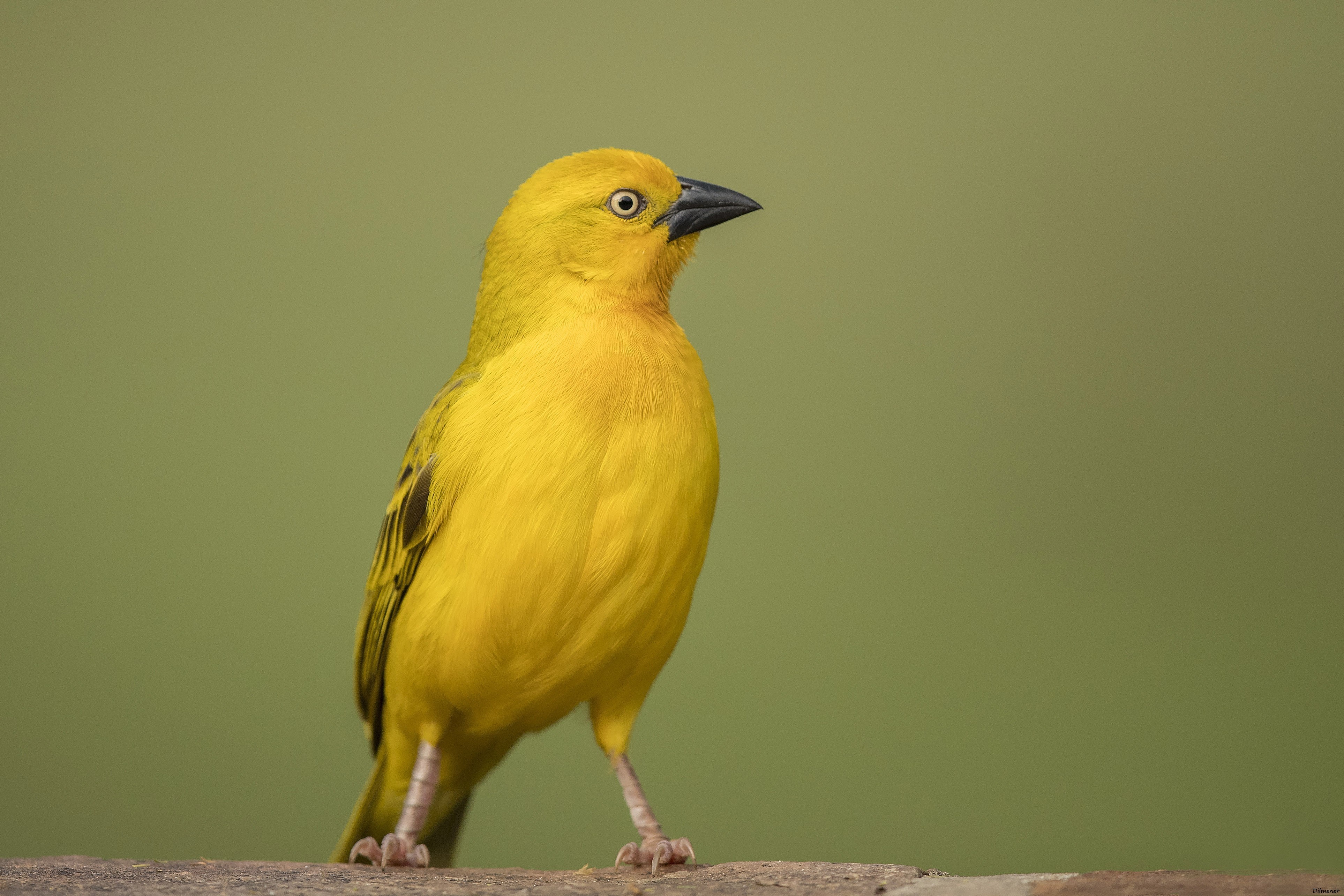 African Golden Oriole — Ana fotoğraf