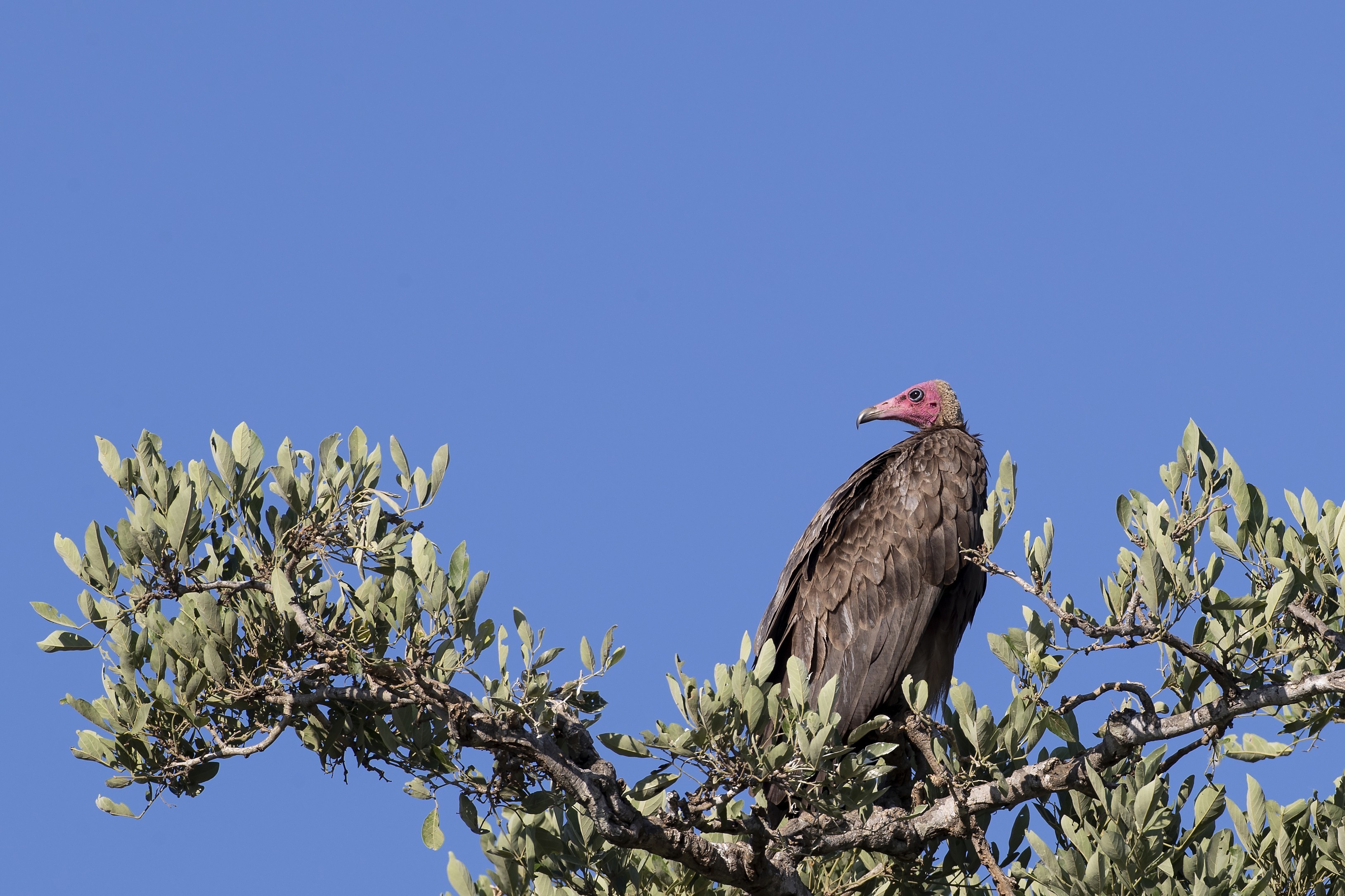 Hooded Vulture