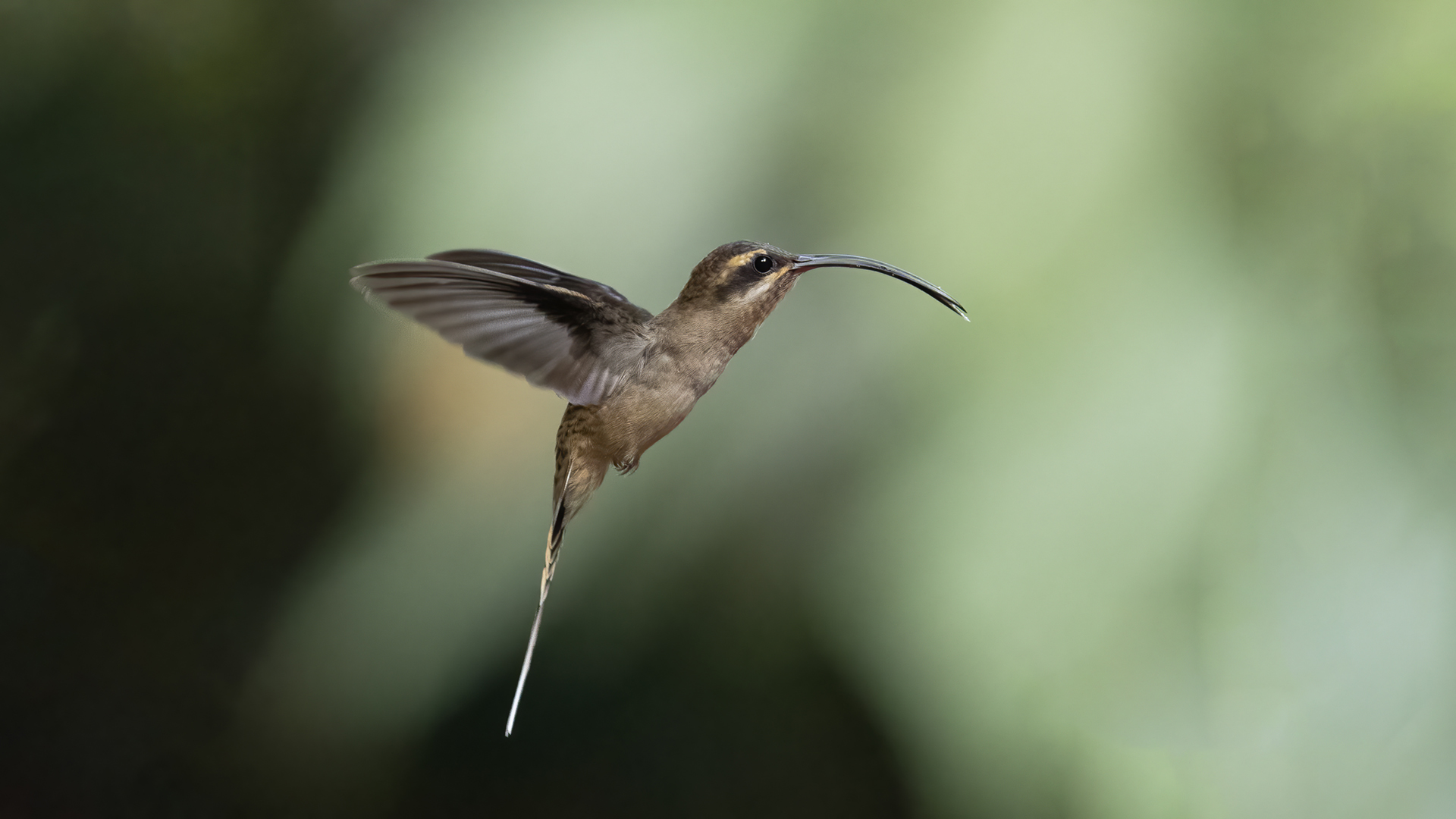 Green Hermit
