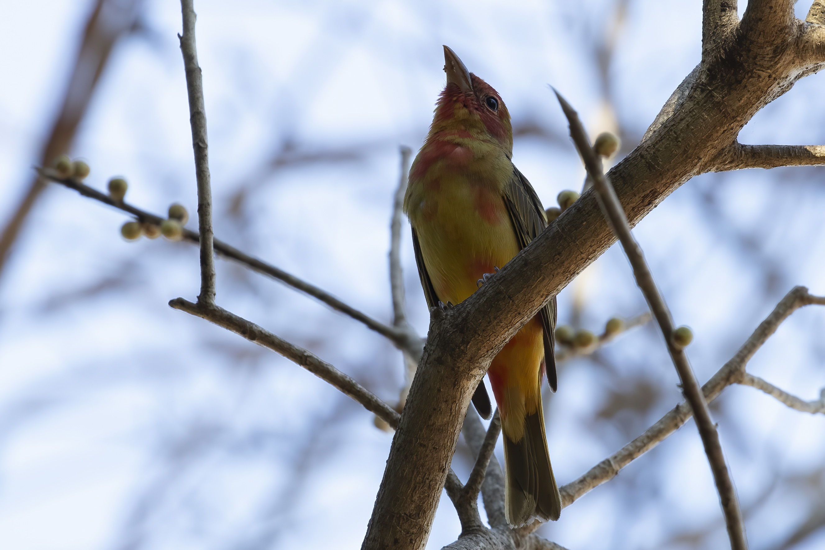 Acadian Flycatcher
