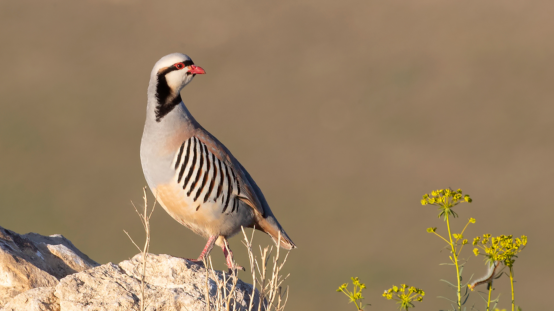 Chukar