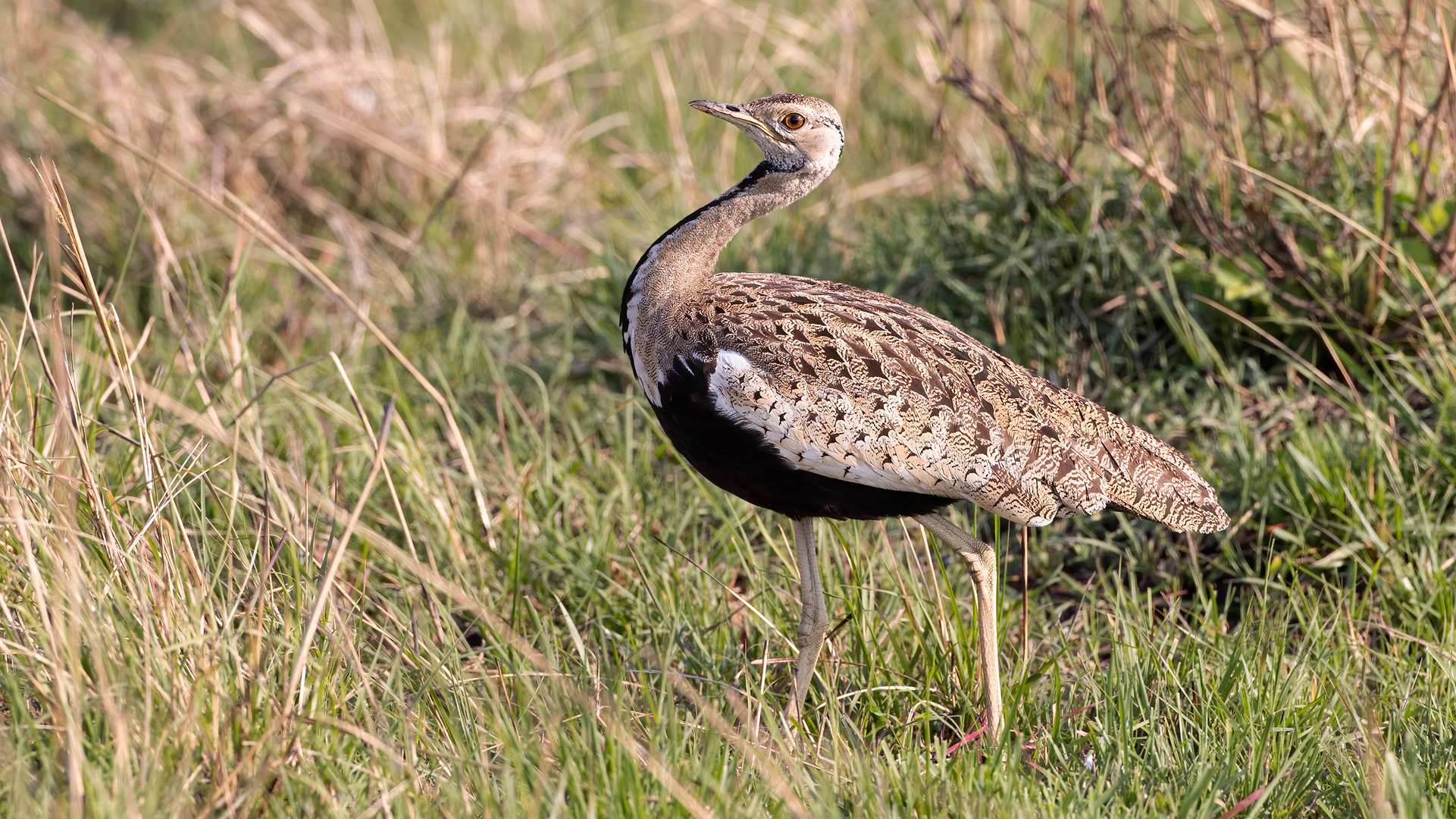 Black-bellied Bustard