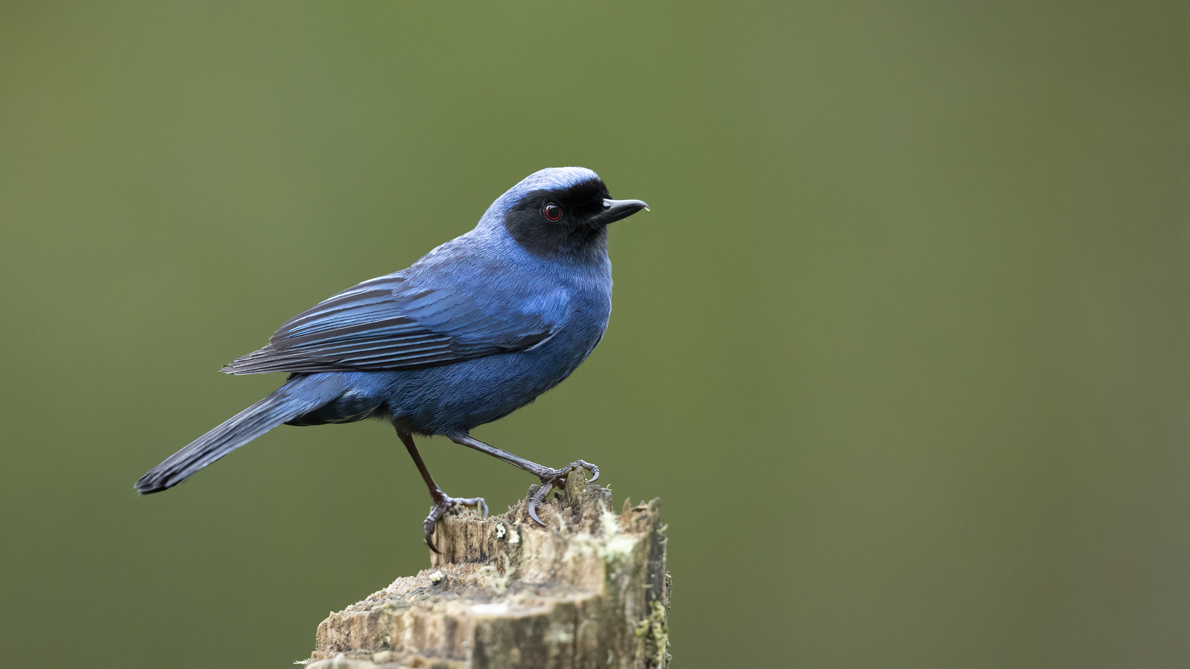 Masked Flowerpiercer