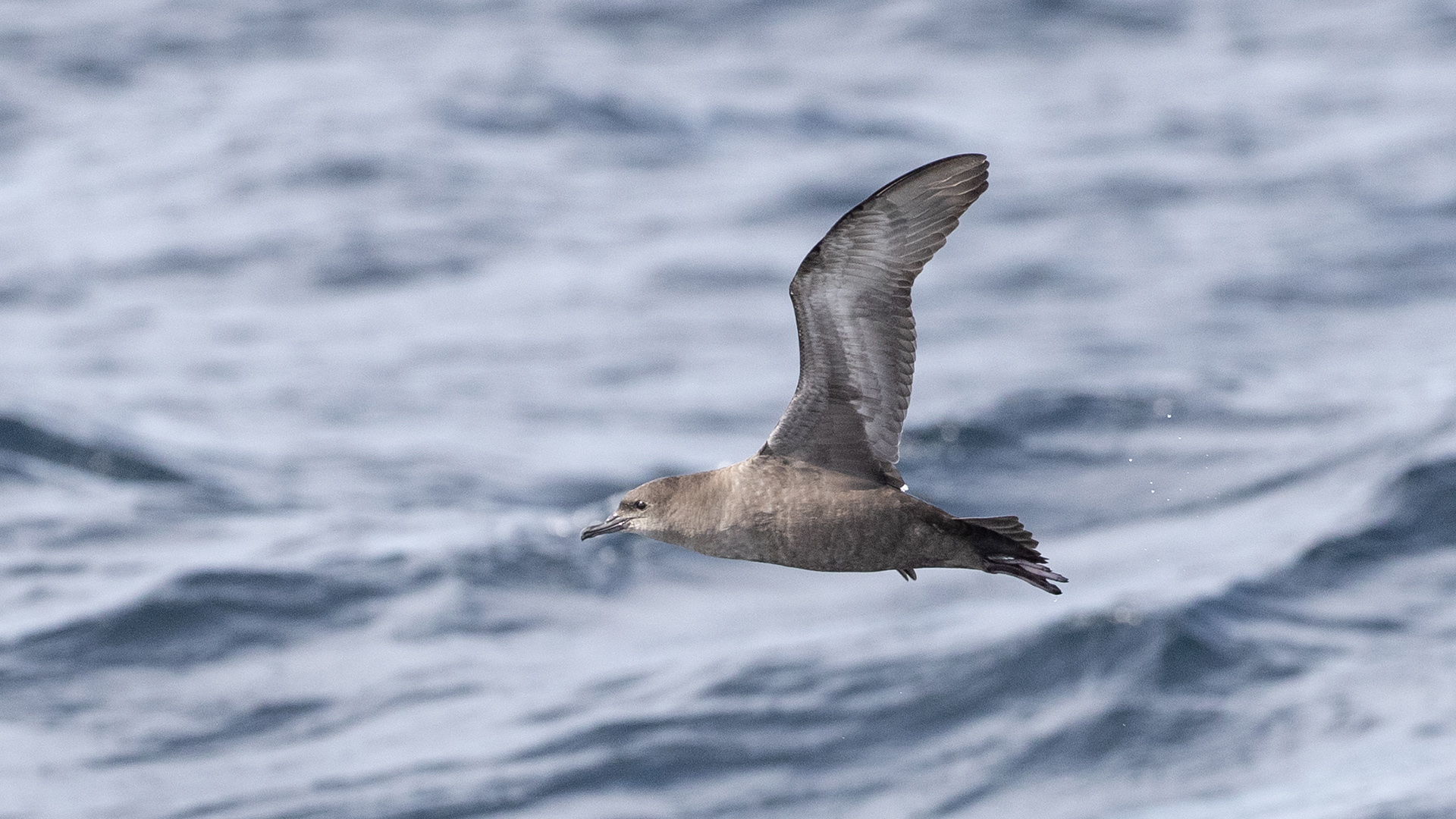 Sooty Shearwater