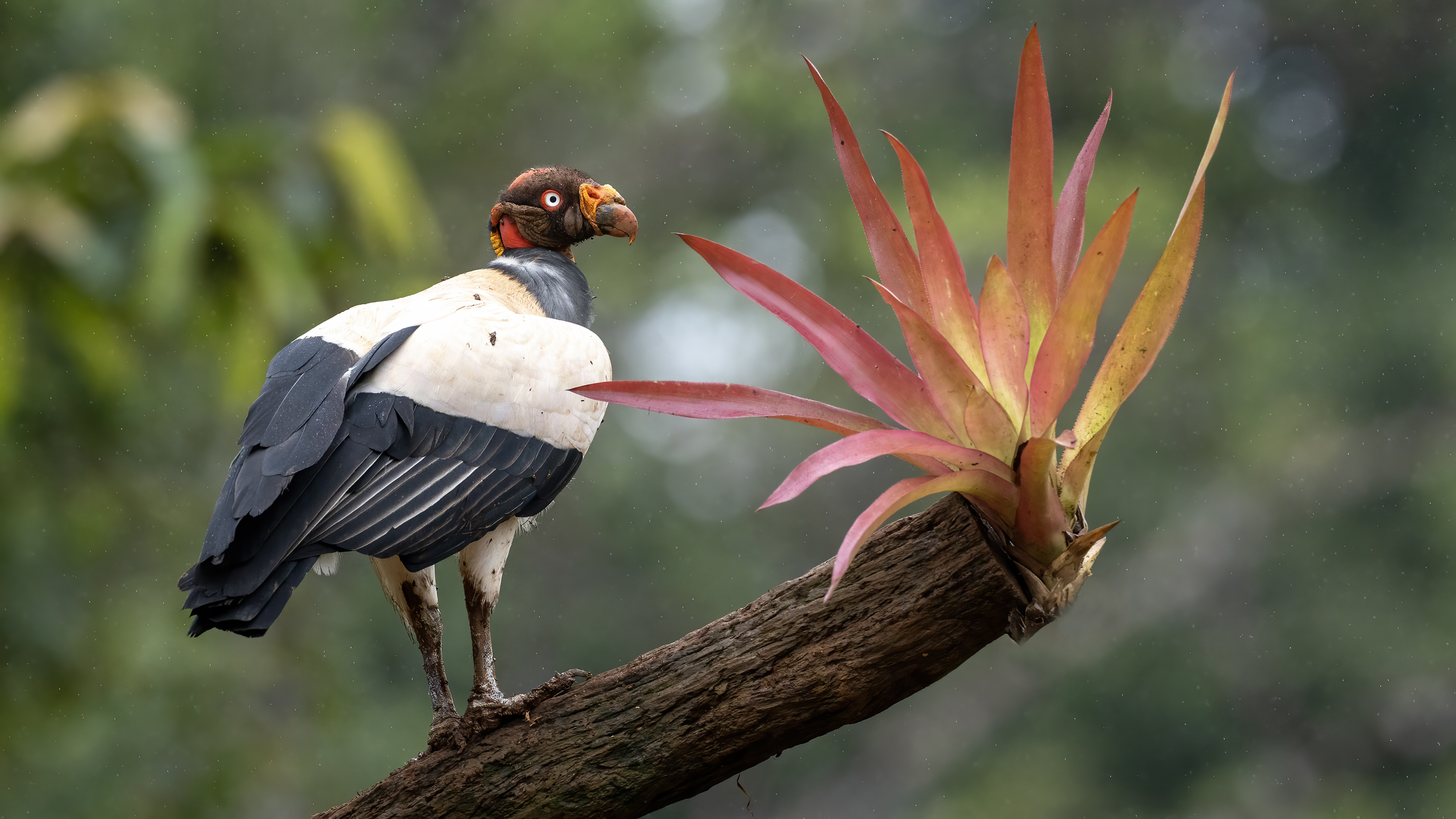 King Vulture