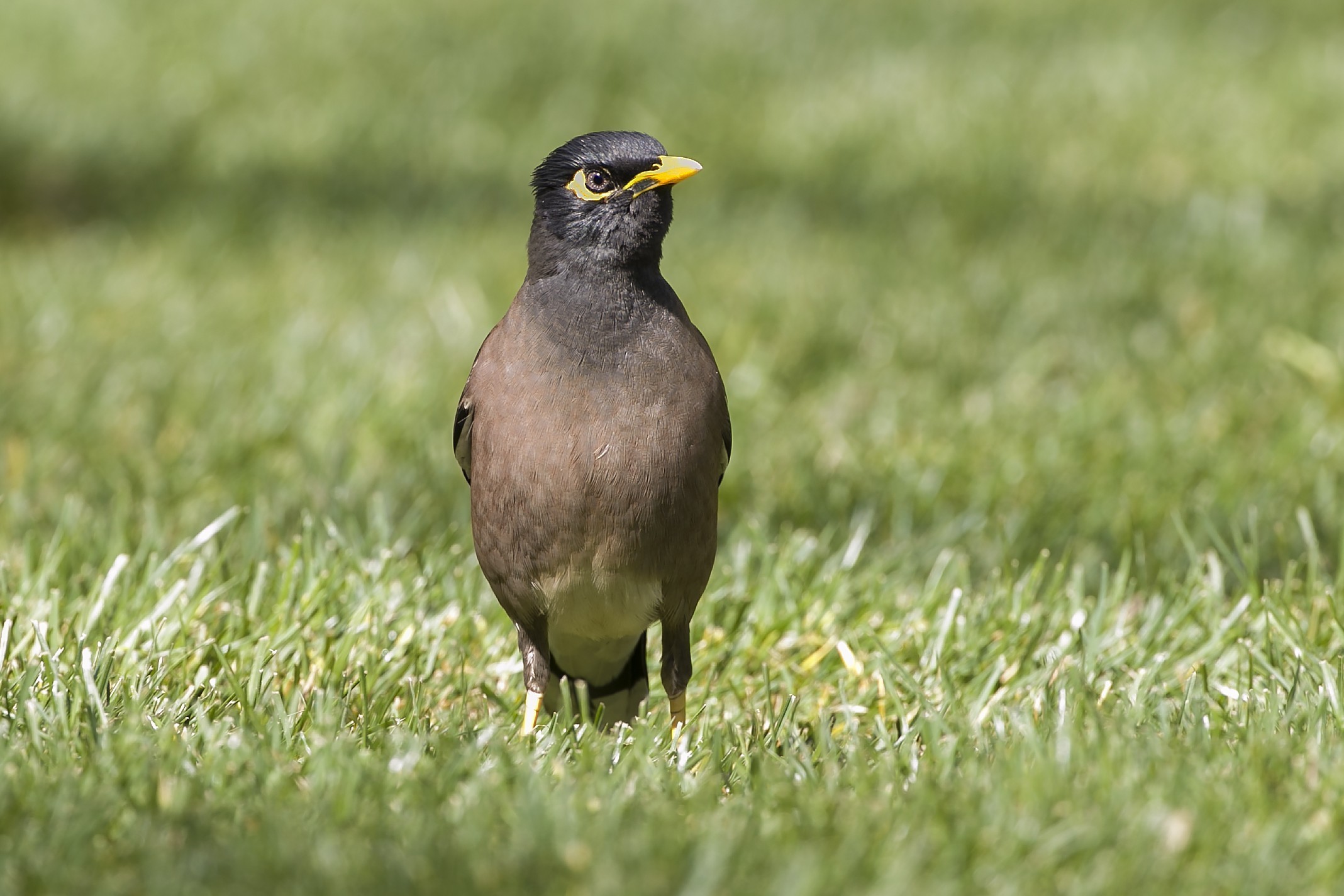 Common Myna