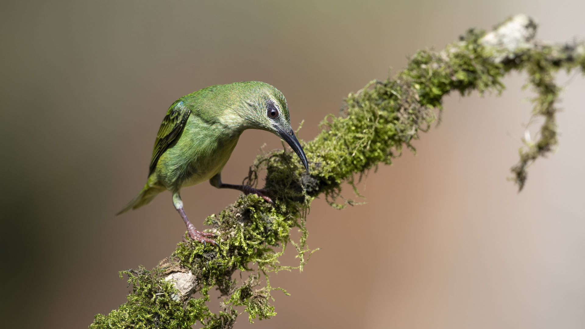 Red-legged Honeycreeper