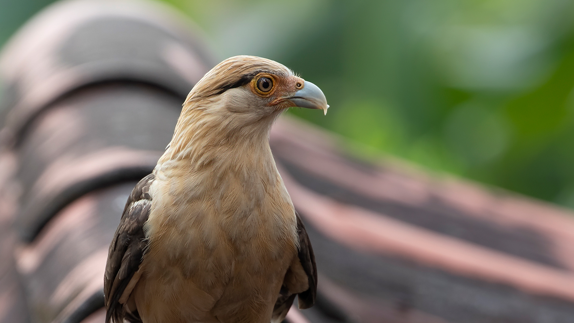 Yellow-headed Caracara — Ana fotoğraf
