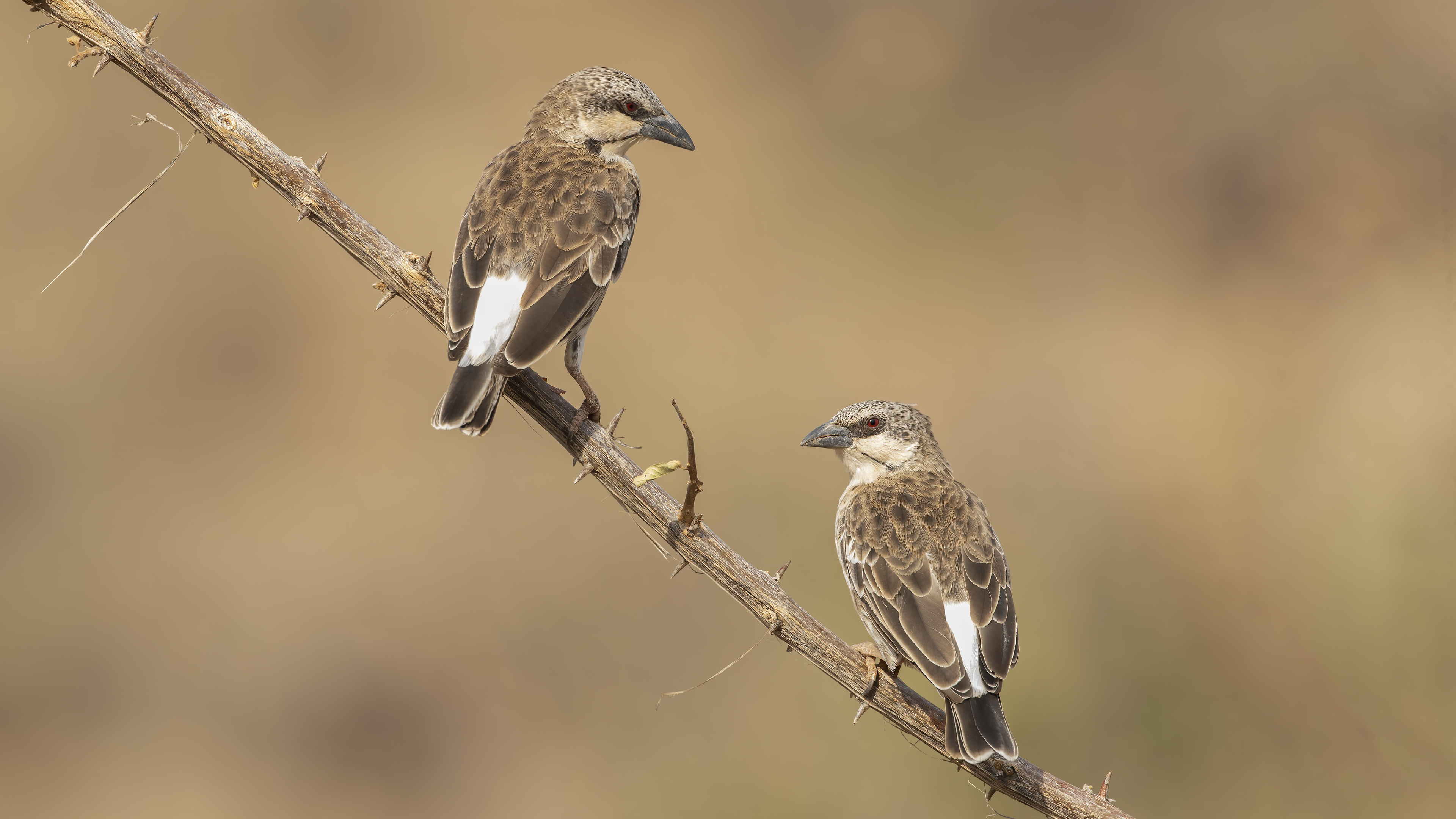 Donaldson-Smith's Sparrow-Weaver — Ana fotoğraf
